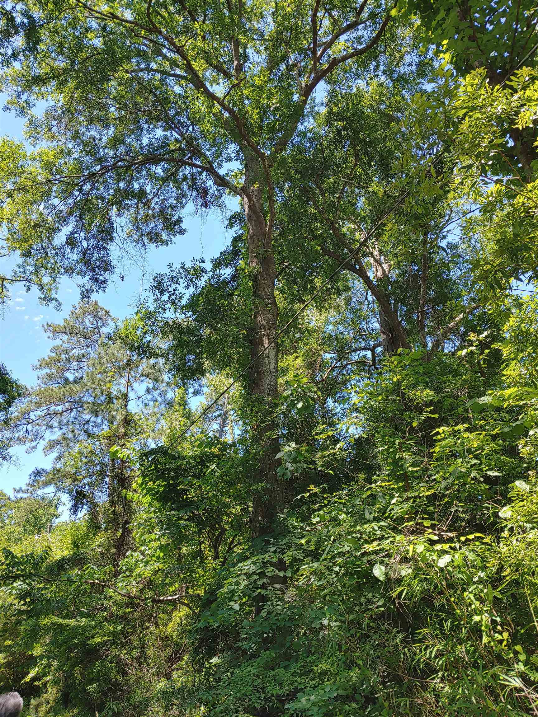 Annie Rainey Lane, Pawleys Island, South Carolina image 3