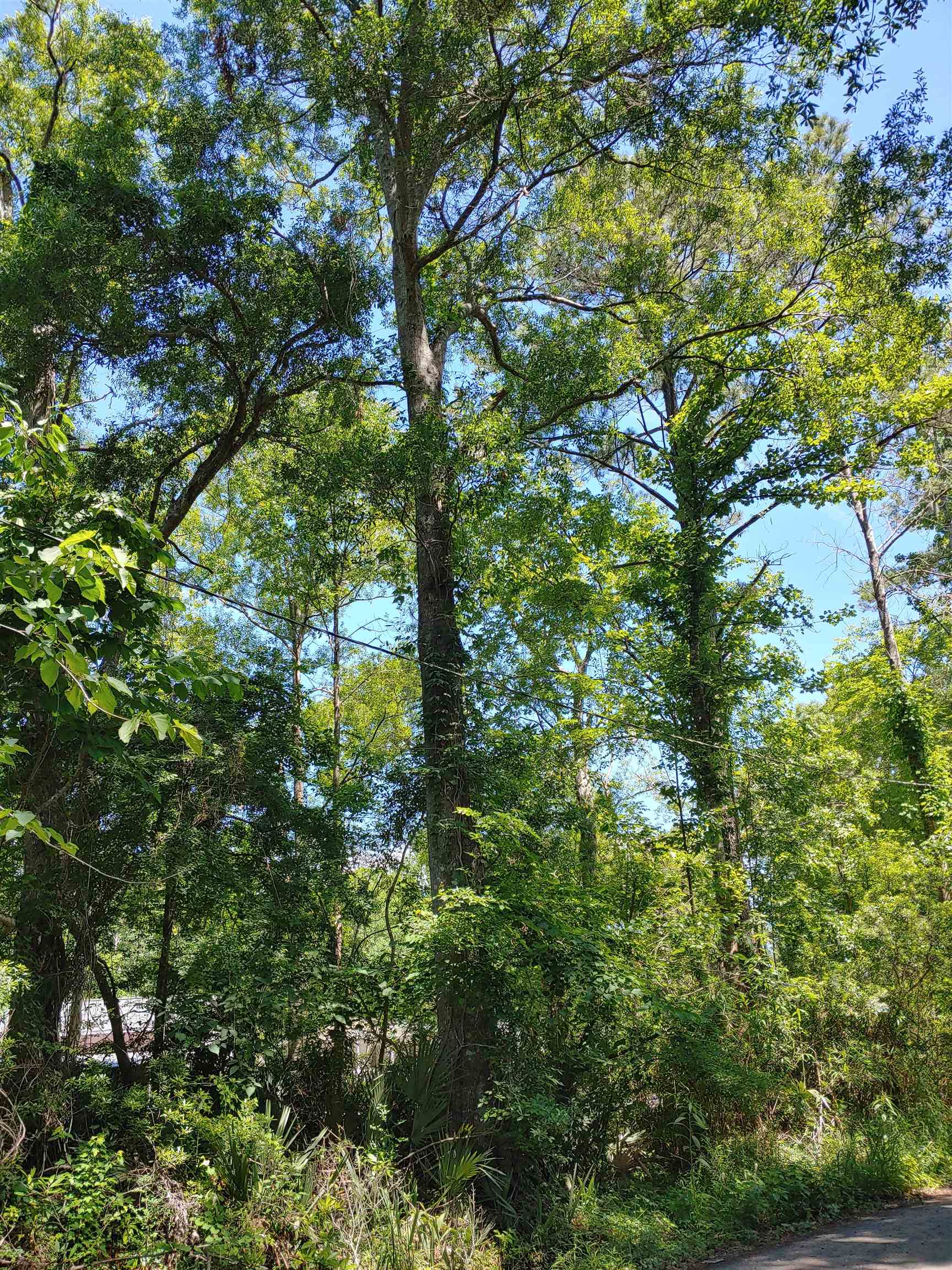 Annie Rainey Lane, Pawleys Island, South Carolina image 9