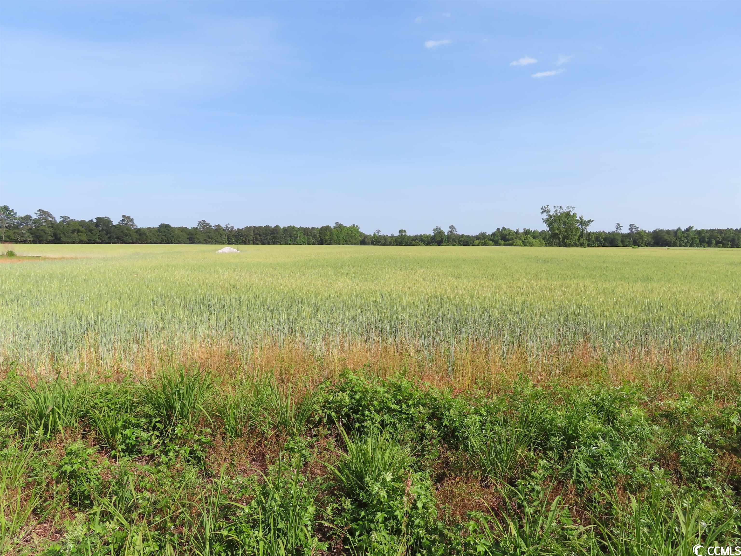 TBD Pee Dee Rd. N, Galivants Ferry, South Carolina image 15