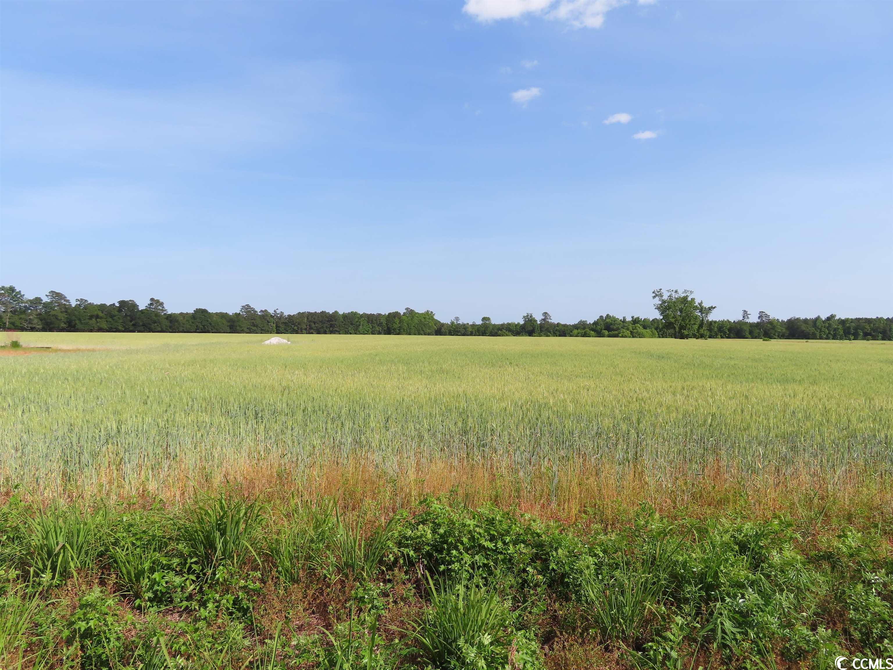 TBD Pee Dee Rd. N, Galivants Ferry, South Carolina image 17