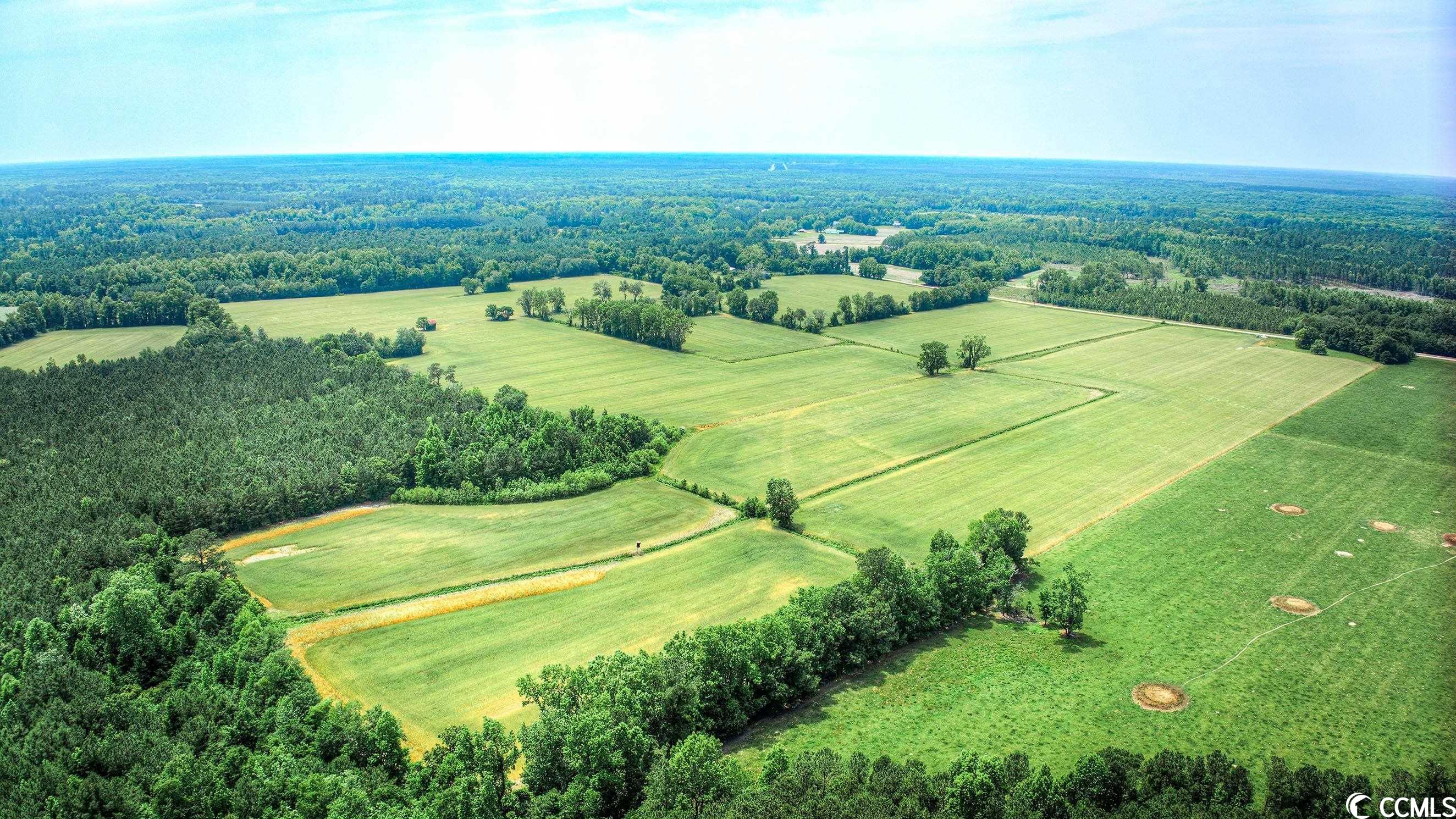 TBD Pee Dee Rd. N, Galivants Ferry, South Carolina image 3