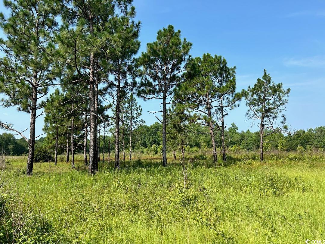 Highway 430 Nichols, SC 29581