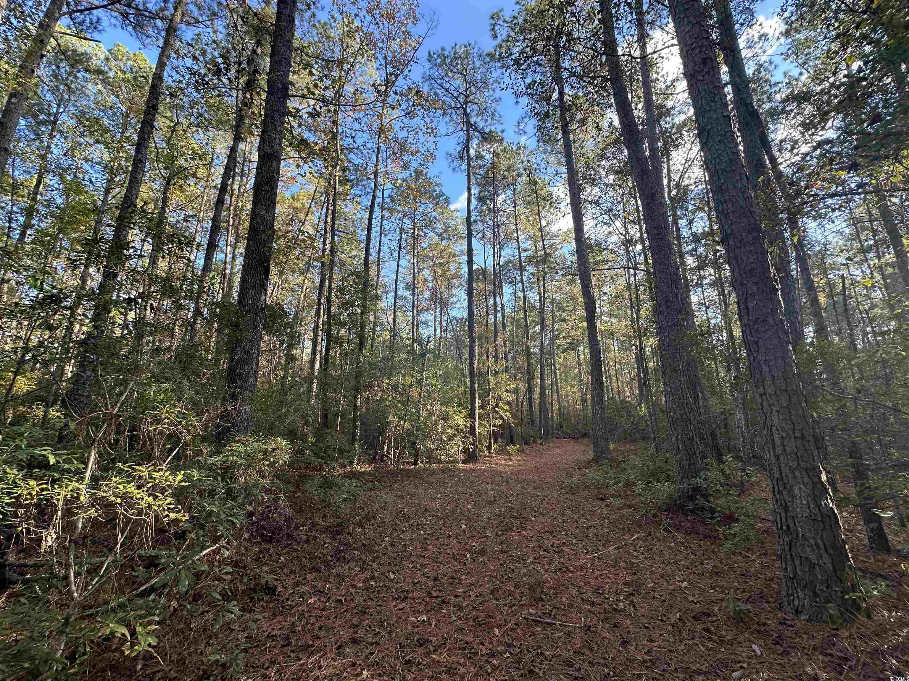 TBD Roper Woods Rd. Hemingway, SC 29554