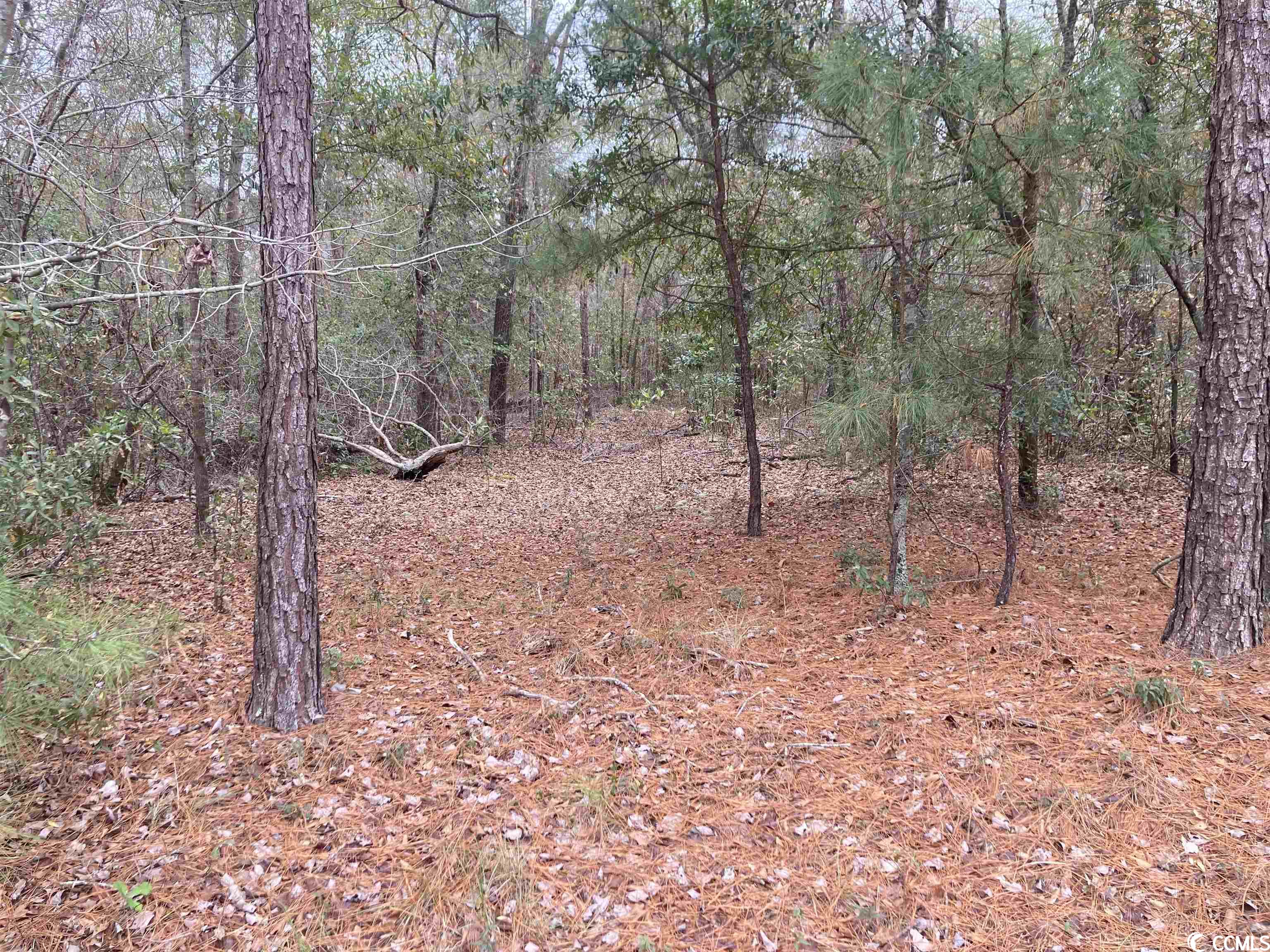 TBD Persimmon Ford Rd., Johnsonville, South Carolina image 1