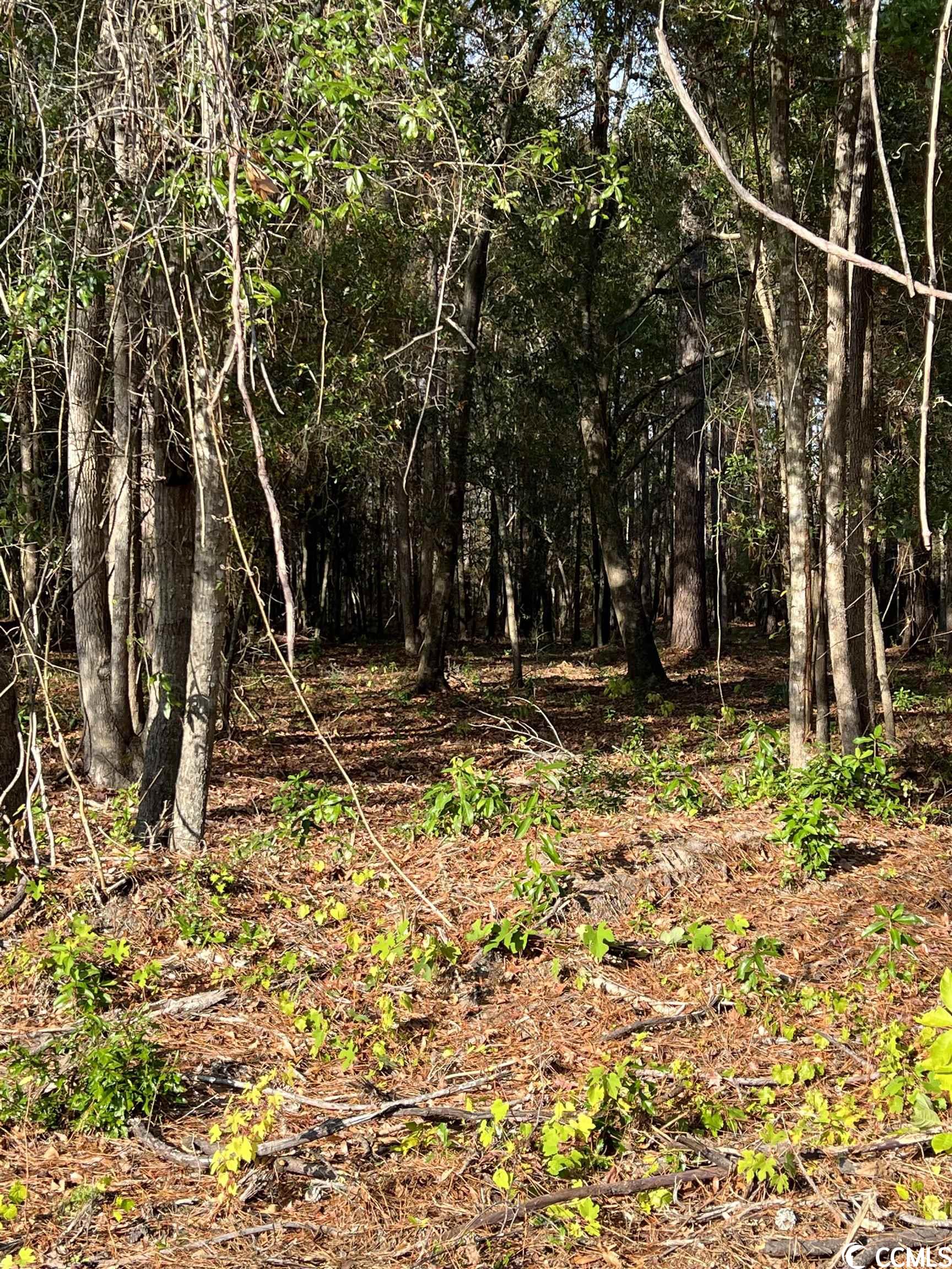 Lot 13 Comanche Dr., Georgetown, South Carolina image 3