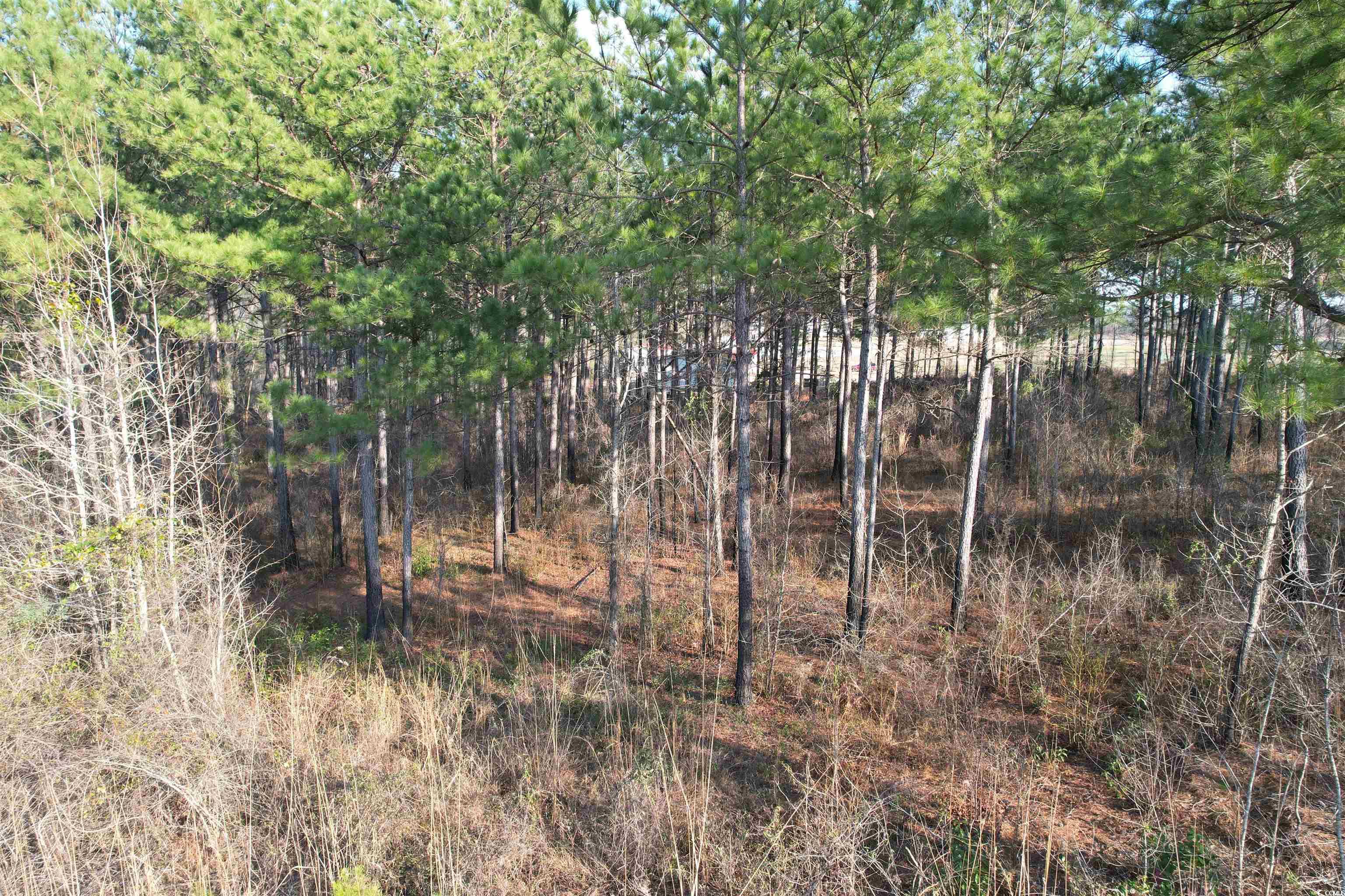 LOT 6 Old Camp Ln., Salters, South Carolina image 14