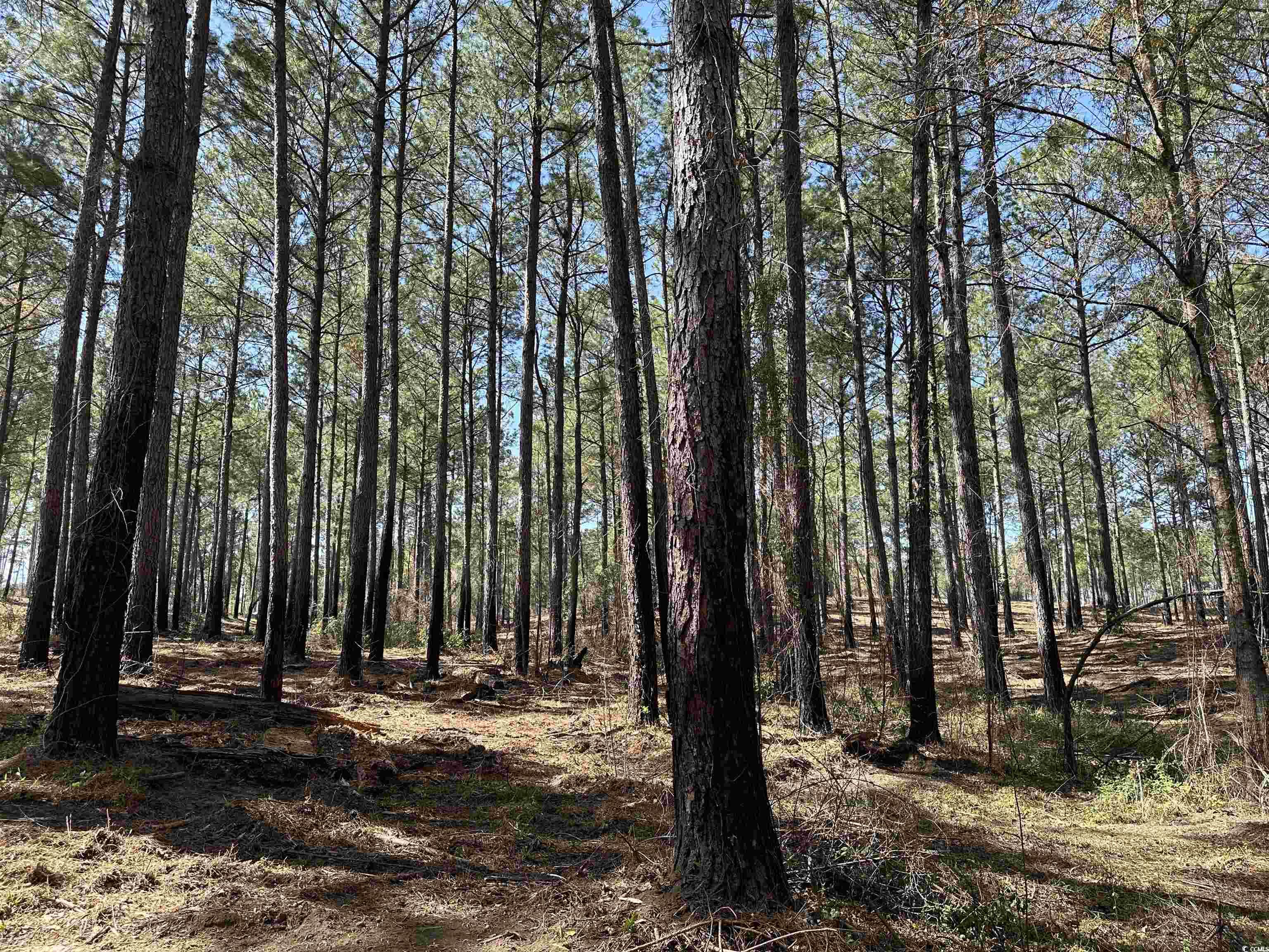 LOT 6 Old Camp Ln., Salters, South Carolina image 6