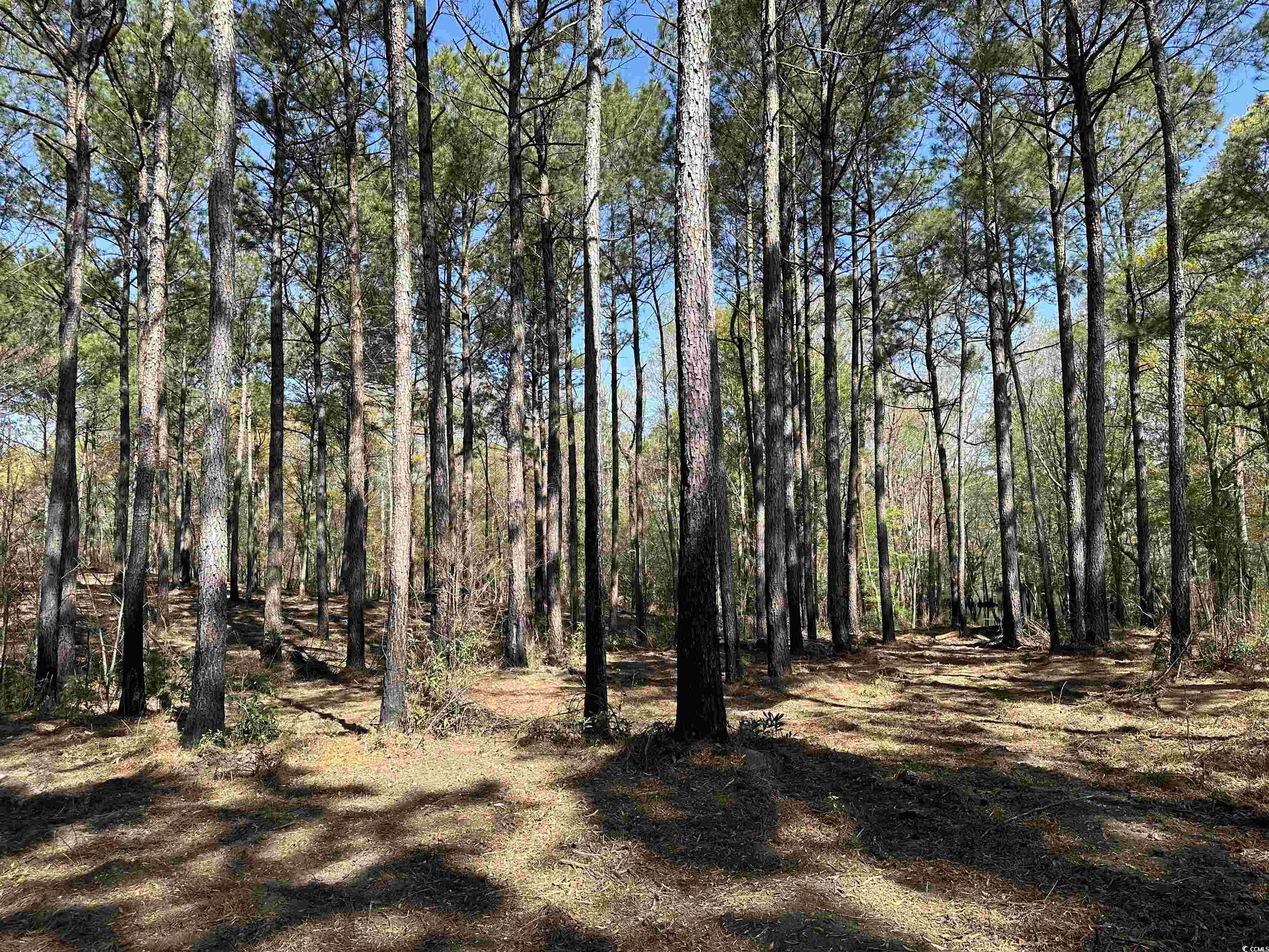 LOT 6 Old Camp Ln., Salters, South Carolina image 7