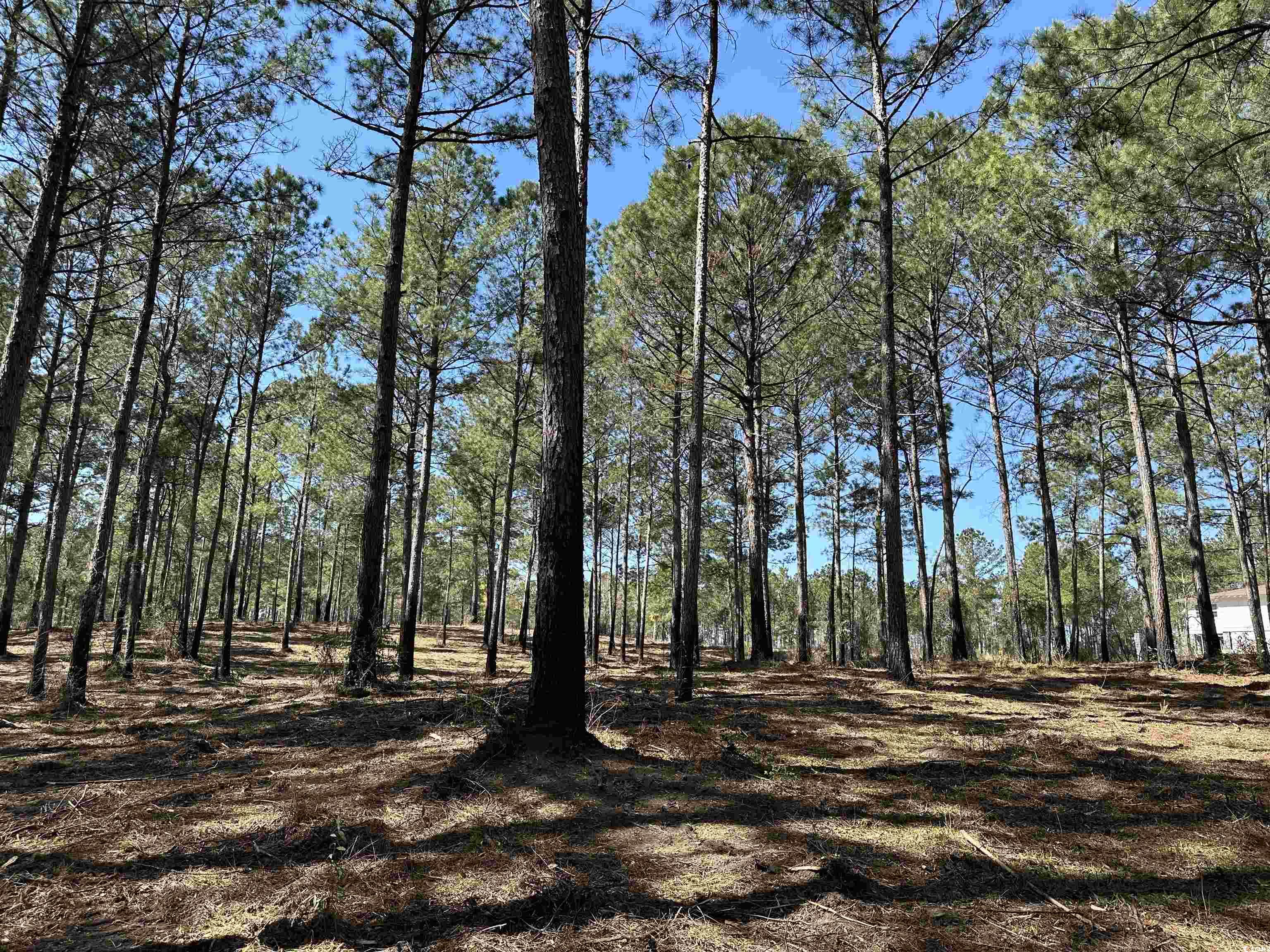 LOT 6 Old Camp Ln., Salters, South Carolina image 8