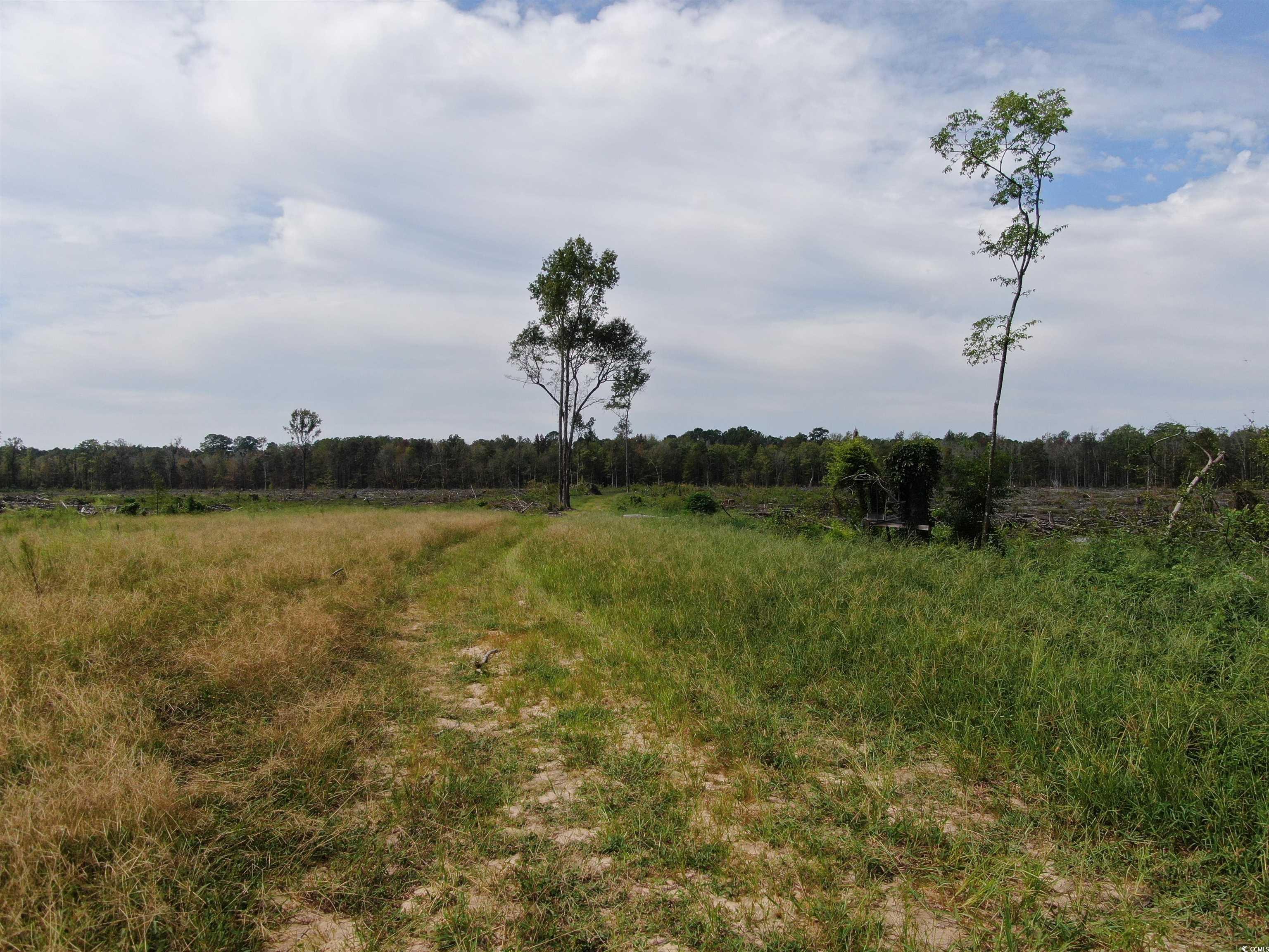 TBD Gum Swamp Rd., Sellers, South Carolina image 11