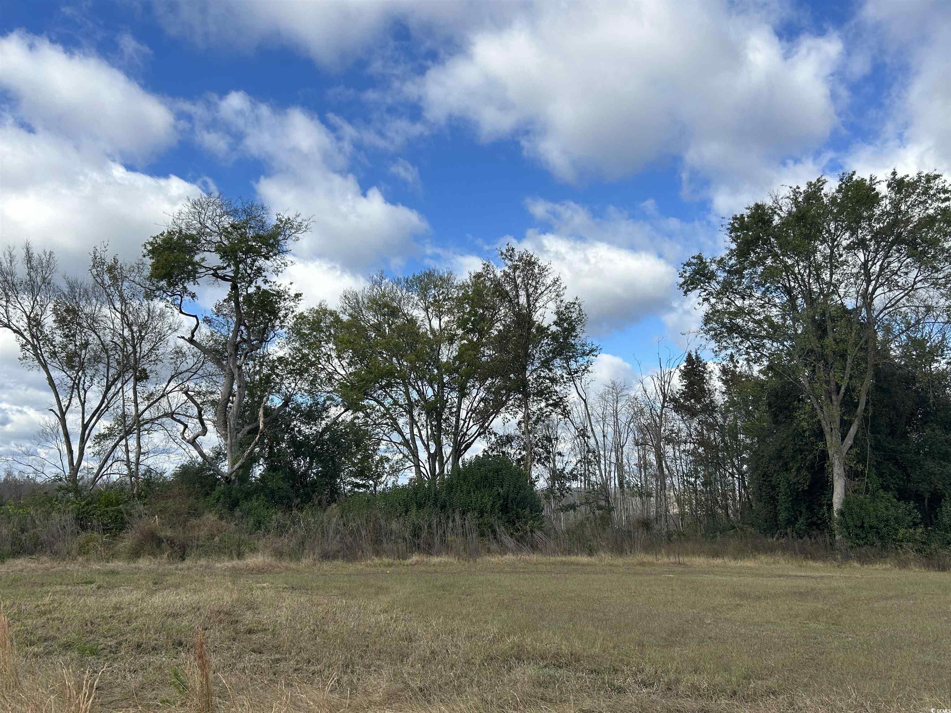 TBD Gum Swamp Rd., Sellers, South Carolina image 14