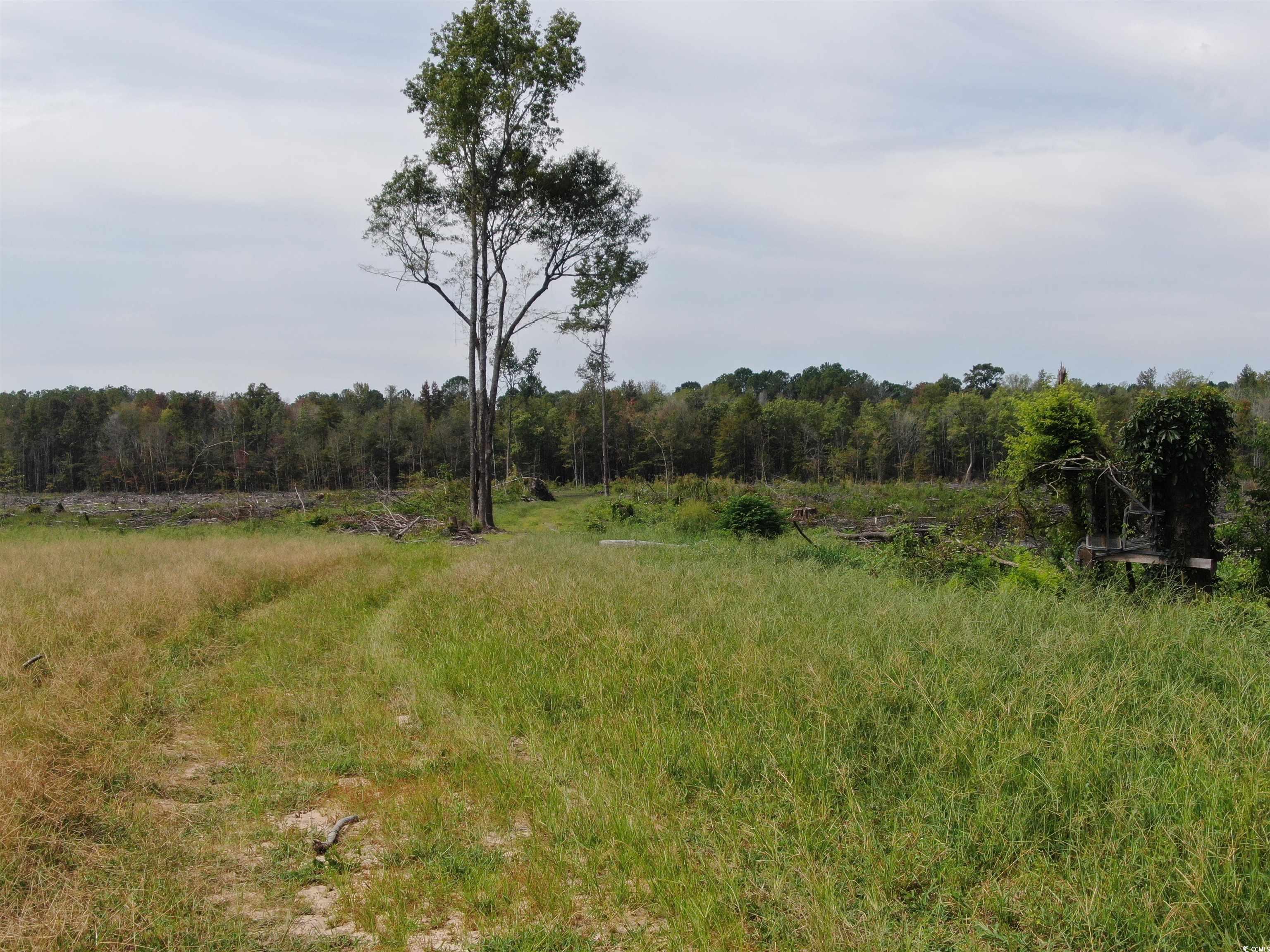 TBD Gum Swamp Rd., Sellers, South Carolina image 15