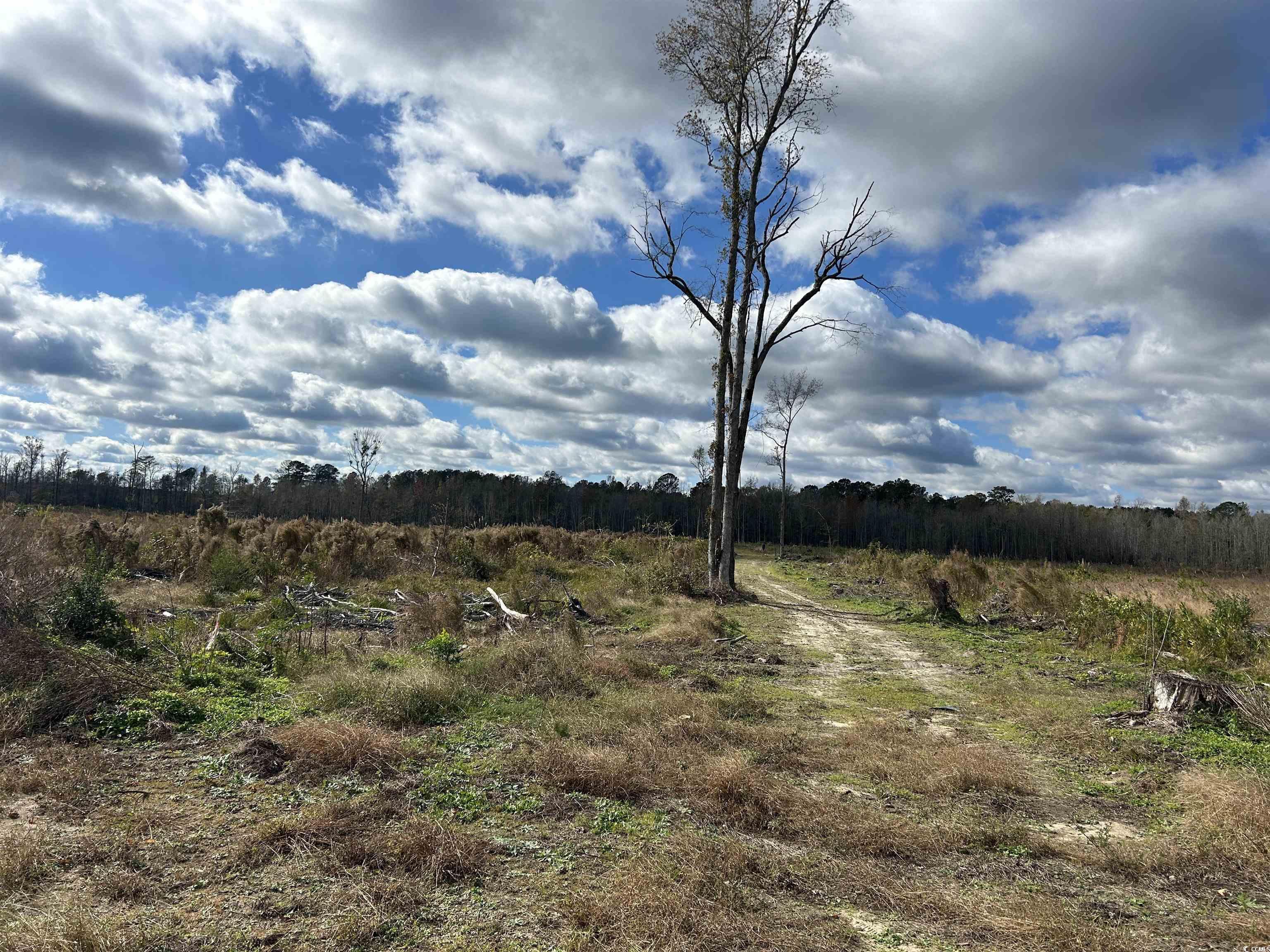 TBD Gum Swamp Rd., Sellers, South Carolina image 18