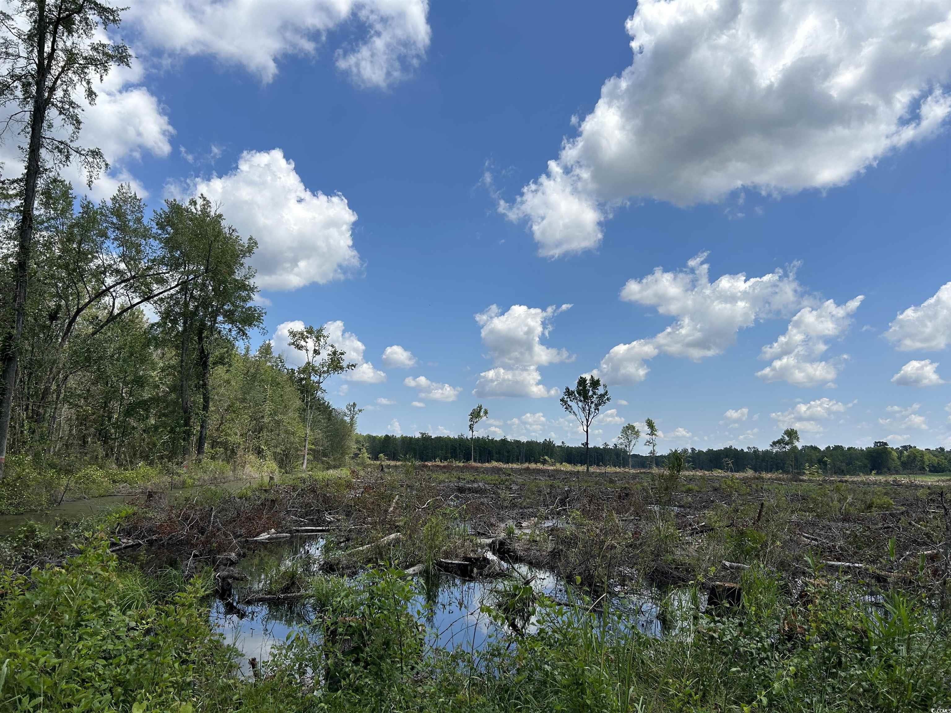 TBD Gum Swamp Rd., Sellers, South Carolina image 21