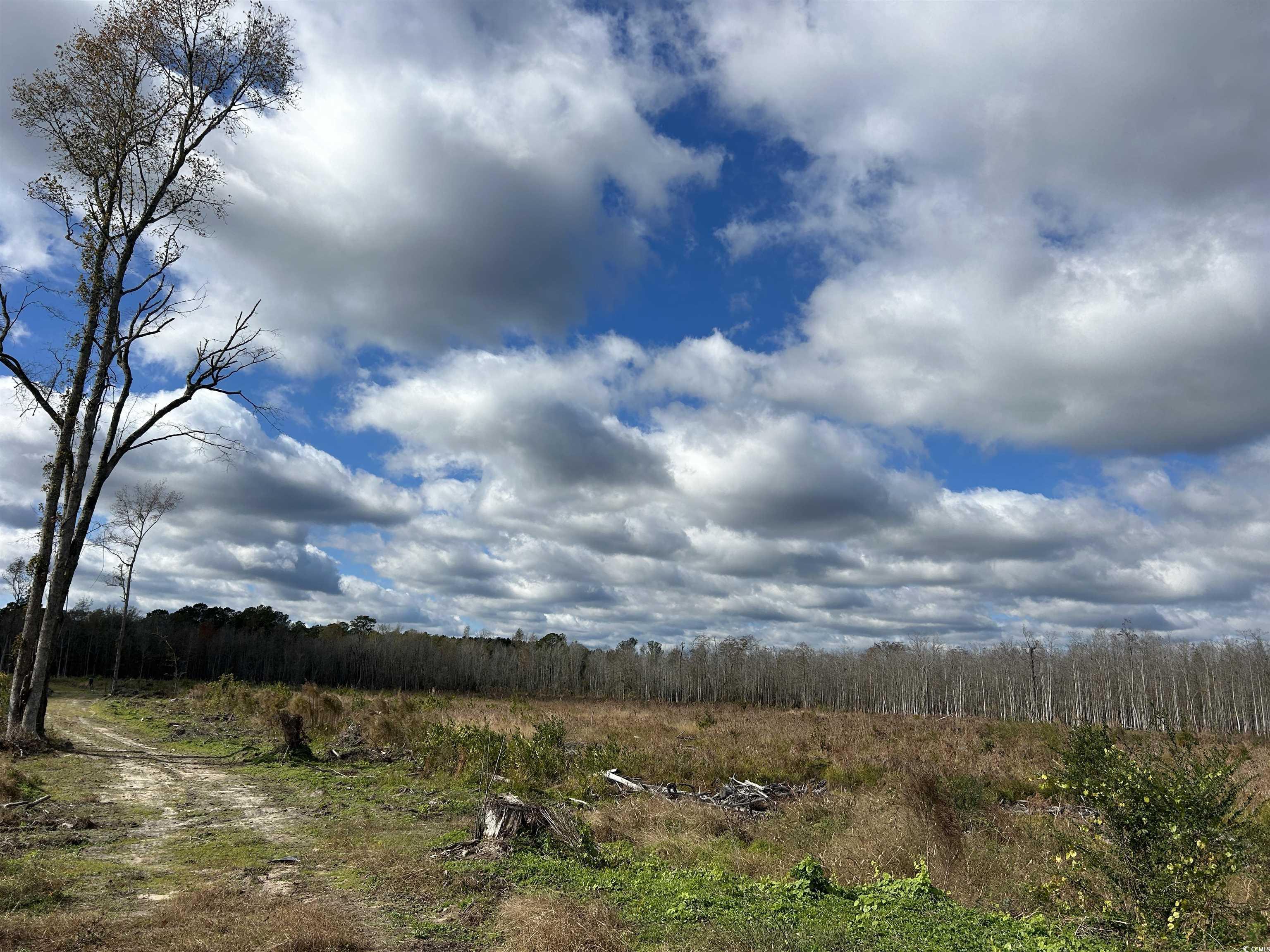 TBD Gum Swamp Rd., Sellers, South Carolina image 7