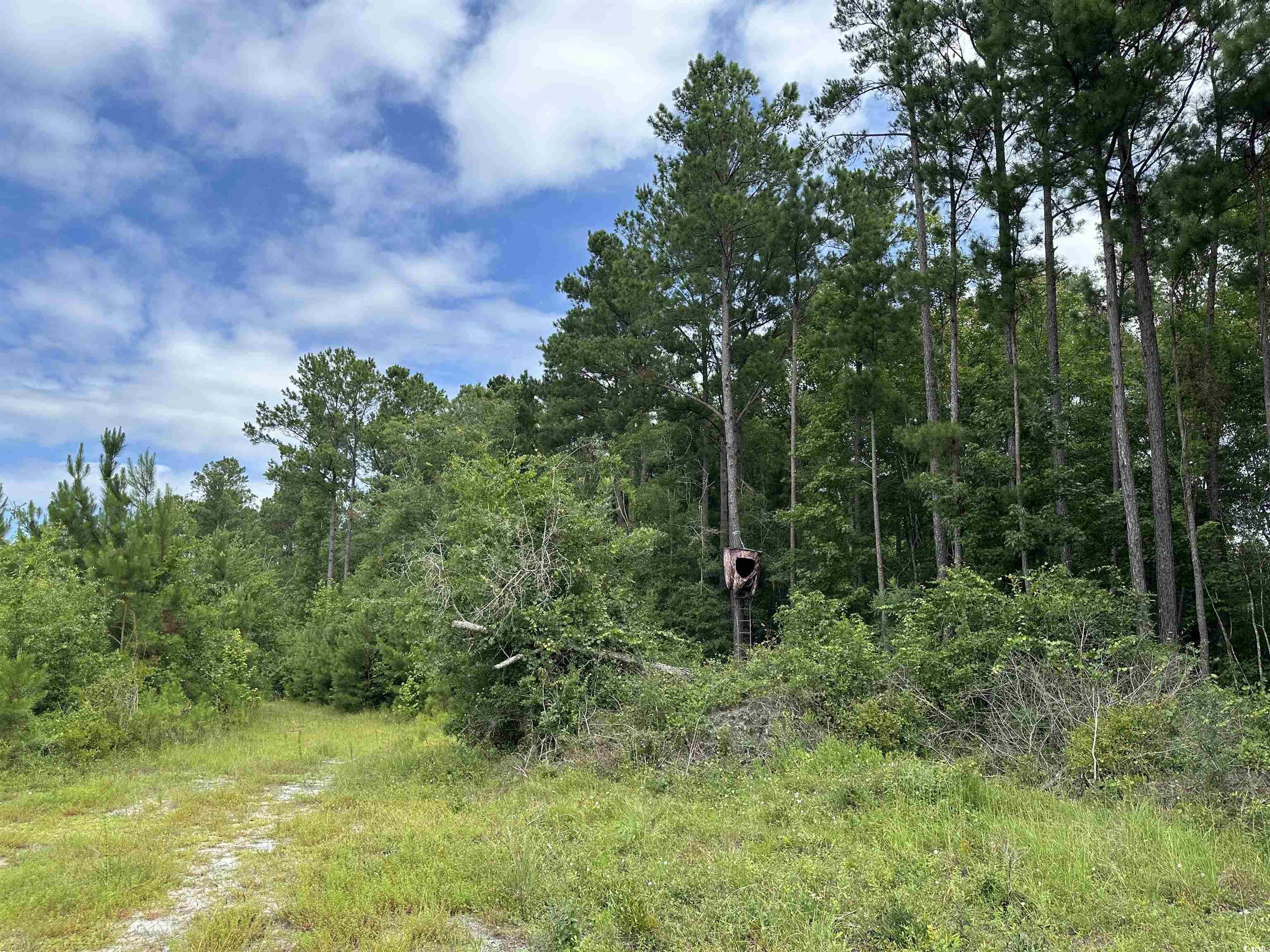 TBD Reds Landing Rd., Andrews, South Carolina image 16