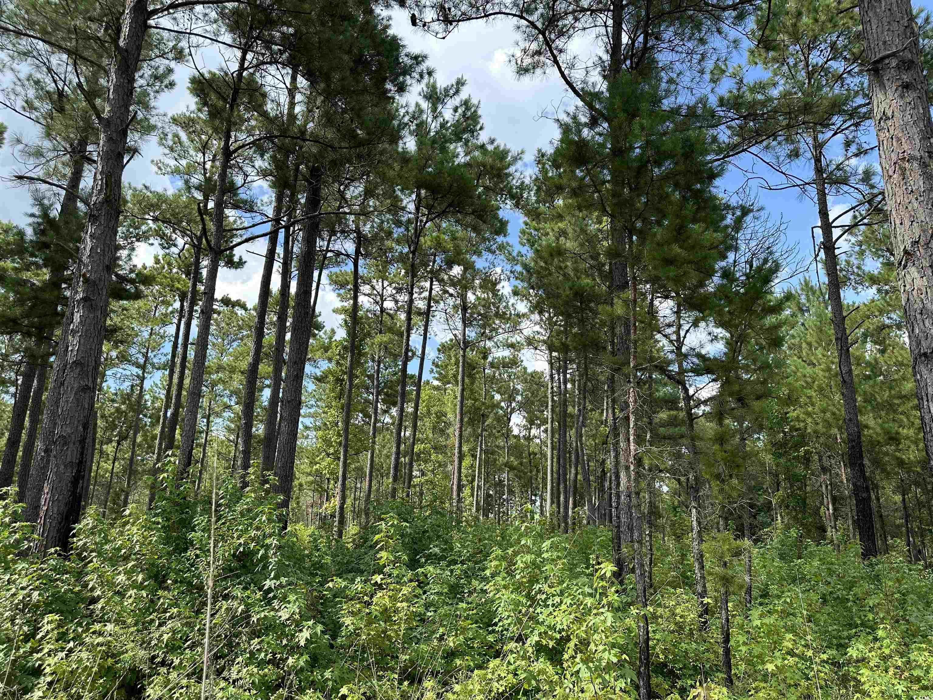 TBD Highway 521 Salters, SC 29590
