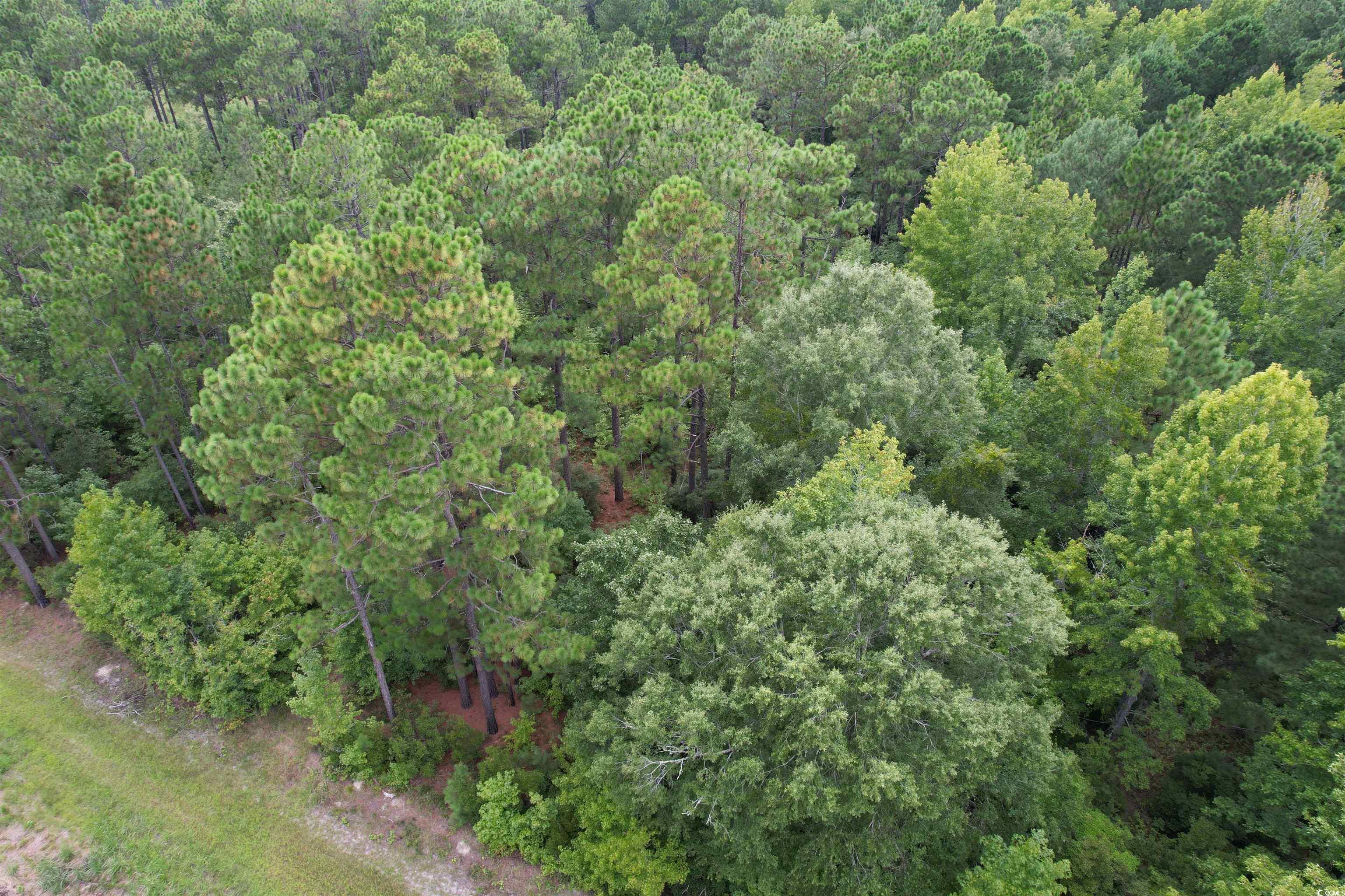 TBD Marion Church Rd., Salters, South Carolina image 1