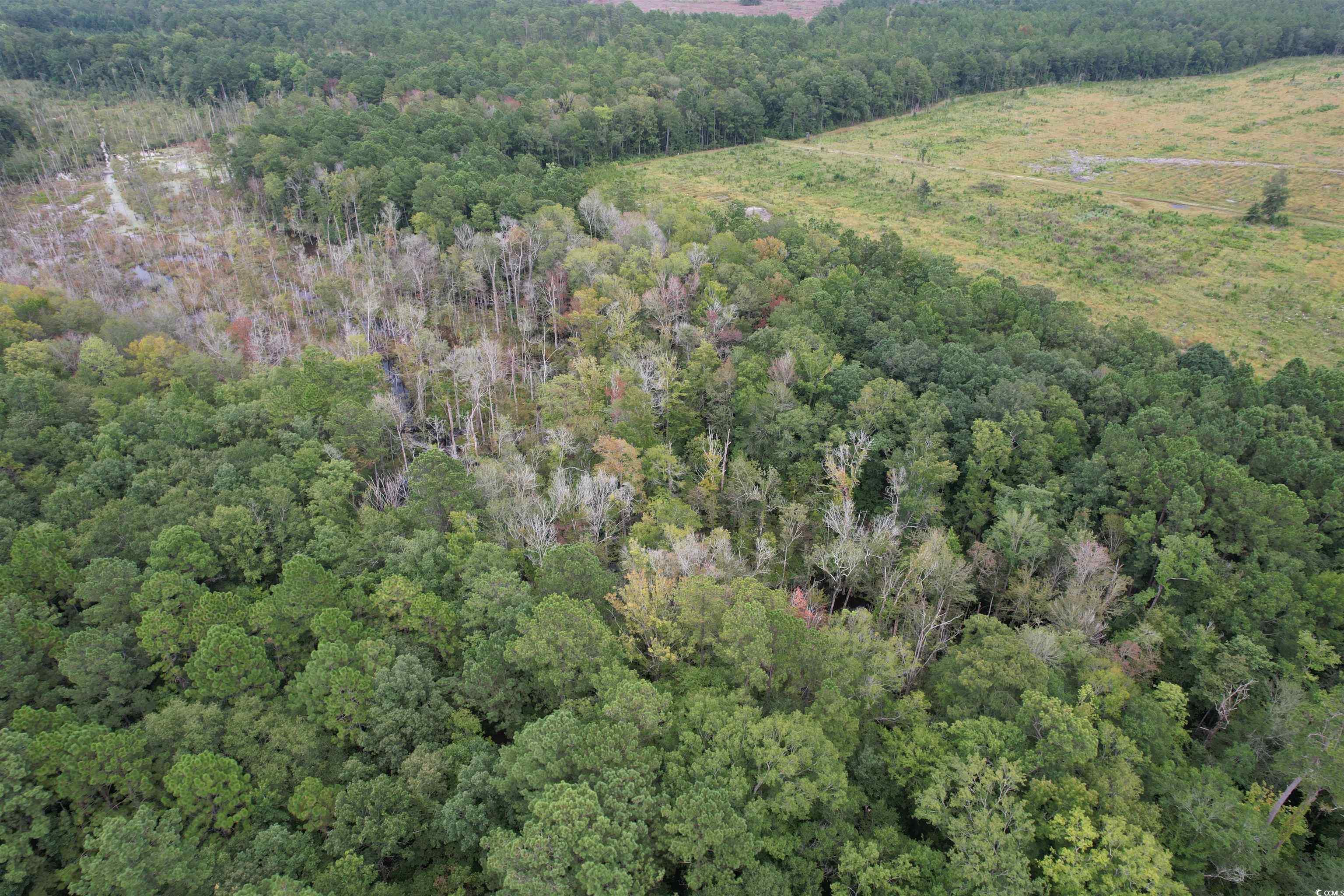 TBD Marion Church Rd., Salters, South Carolina image 5