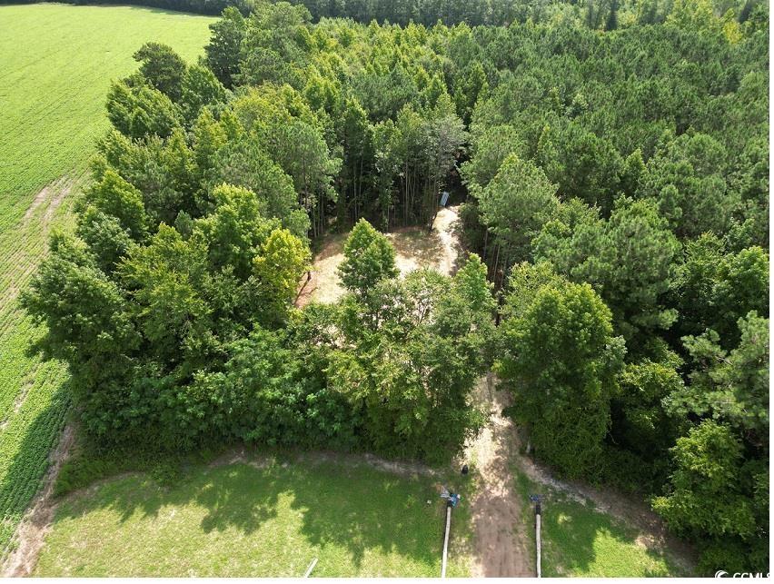 TBD Spring Branch Rd., Nichols, South Carolina image 3