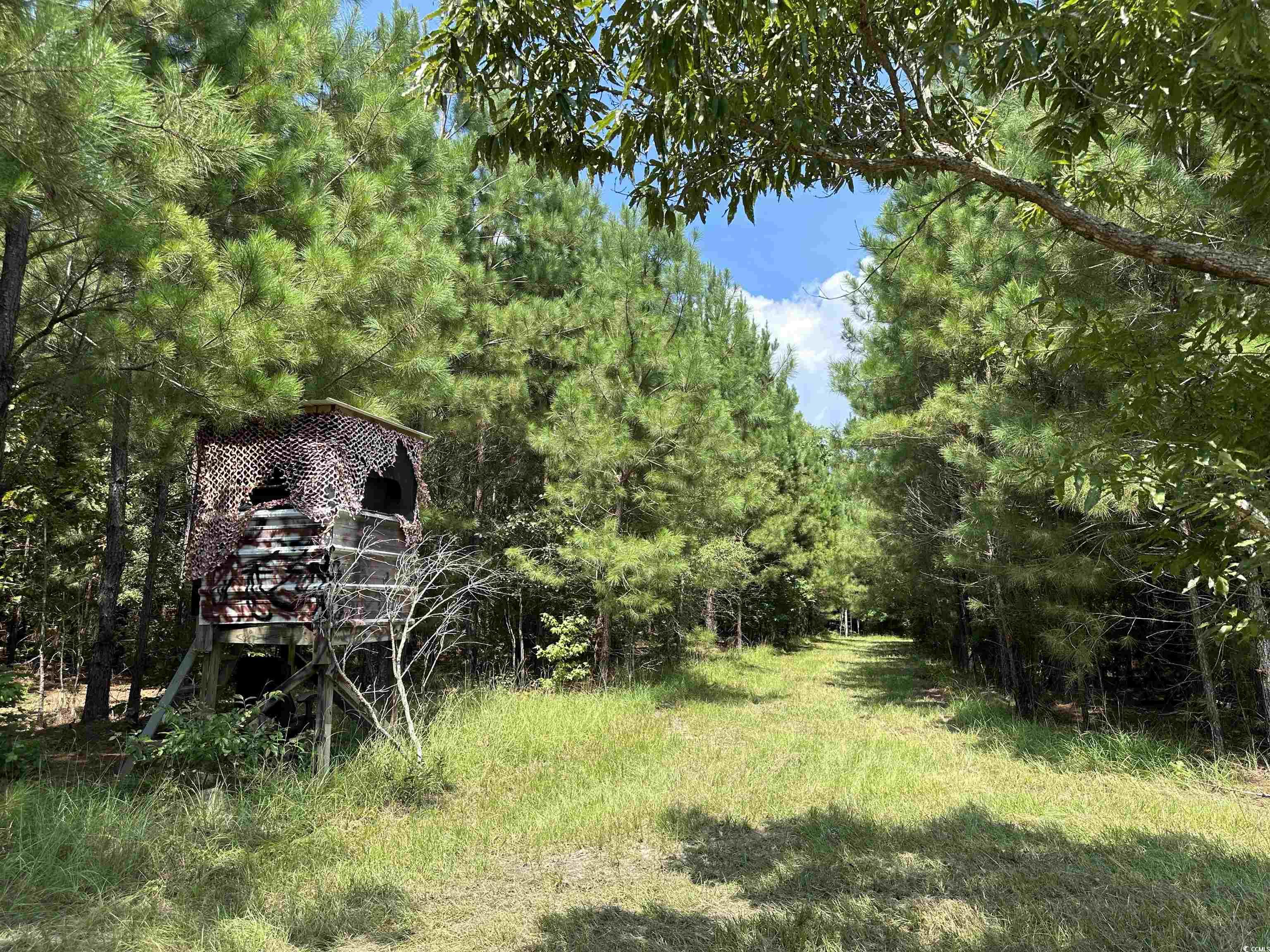 TBD Cantley Landing Rd., Andrews, South Carolina image 8