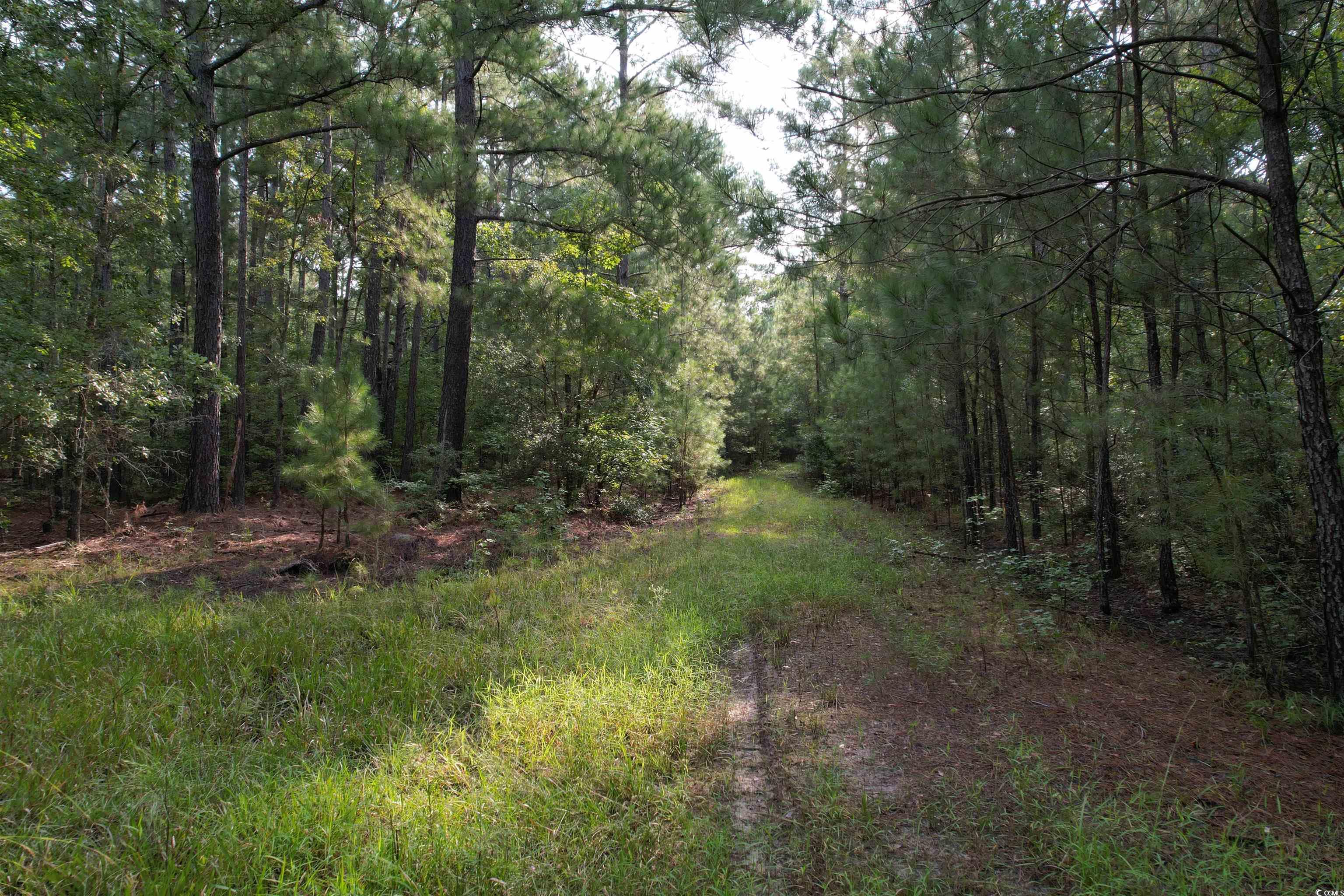 TBD Mackey Rd. Greeleyville, SC 29056