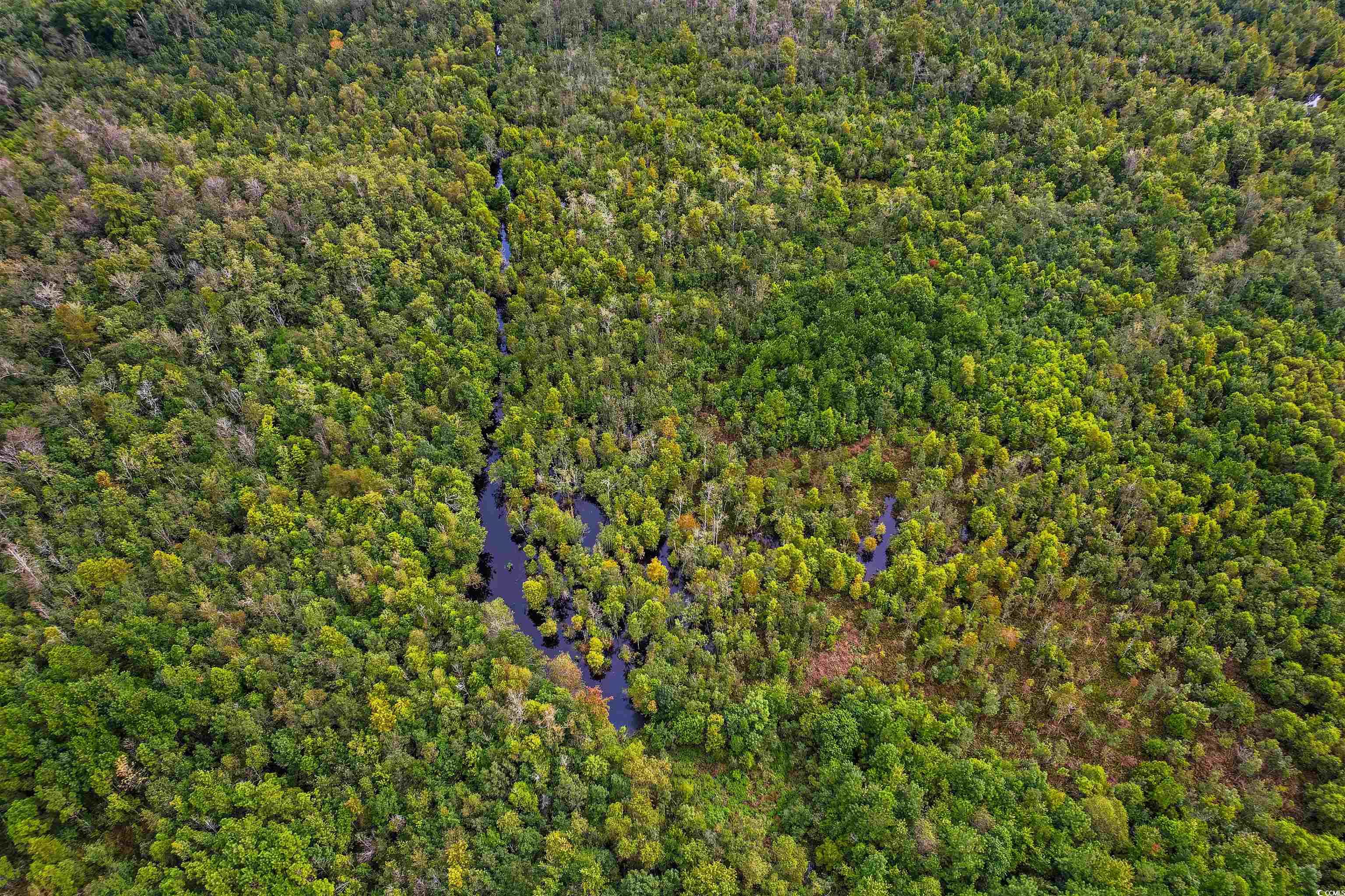 TBD Highway 308, Galivants Ferry, South Carolina image 6