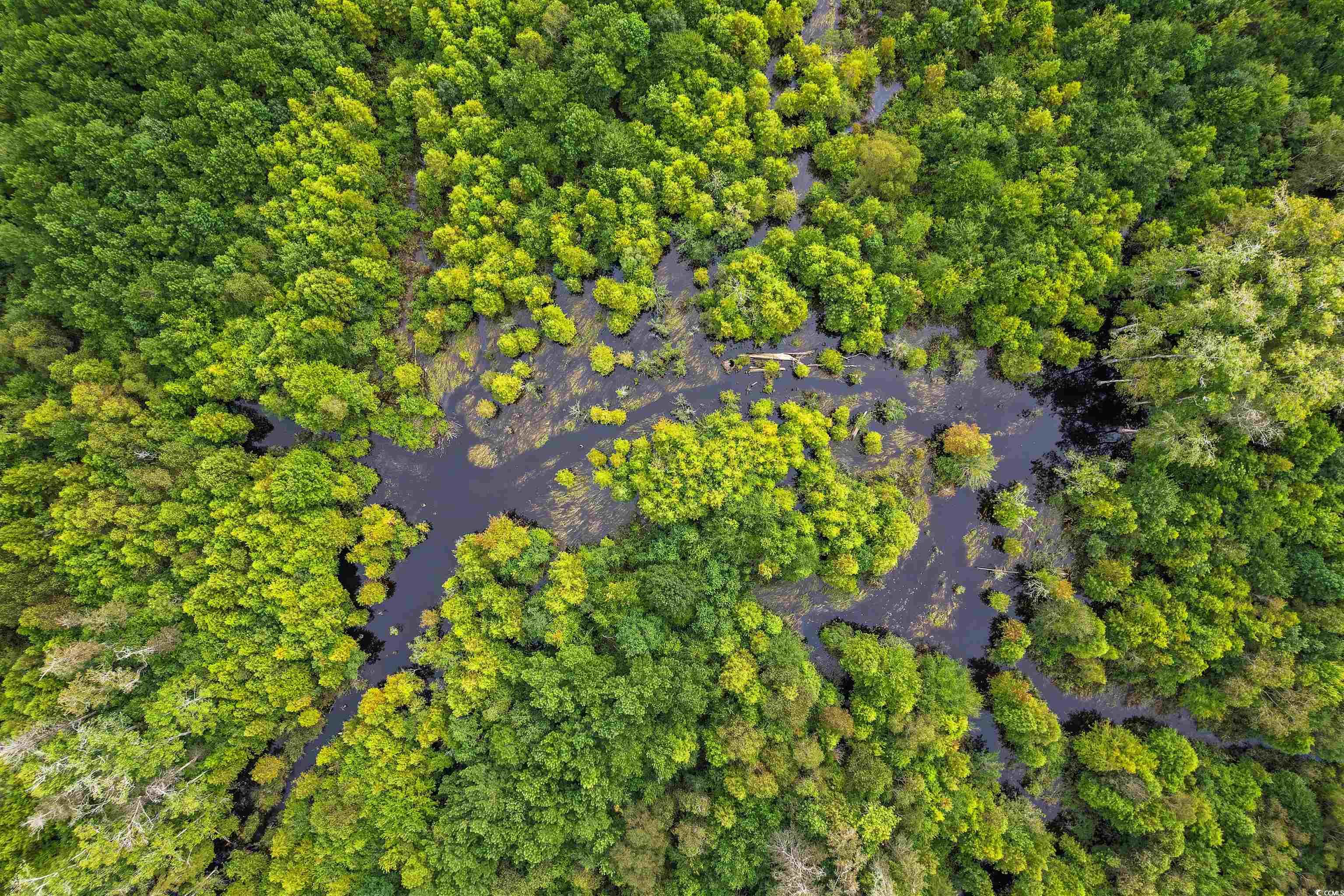 TBD Highway 308, Galivants Ferry, South Carolina image 8