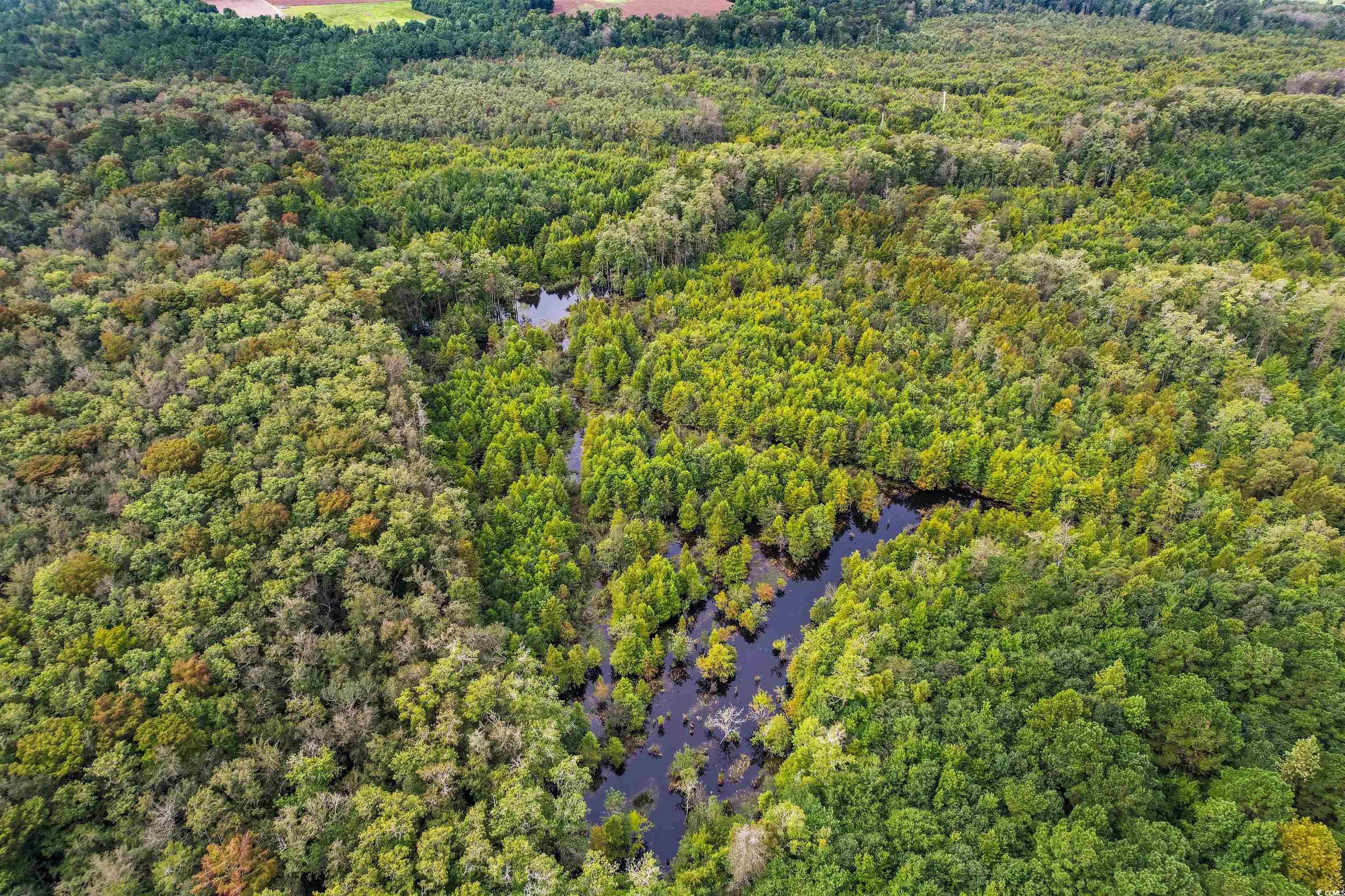 TBD Highway 308, Galivants Ferry, South Carolina image 9