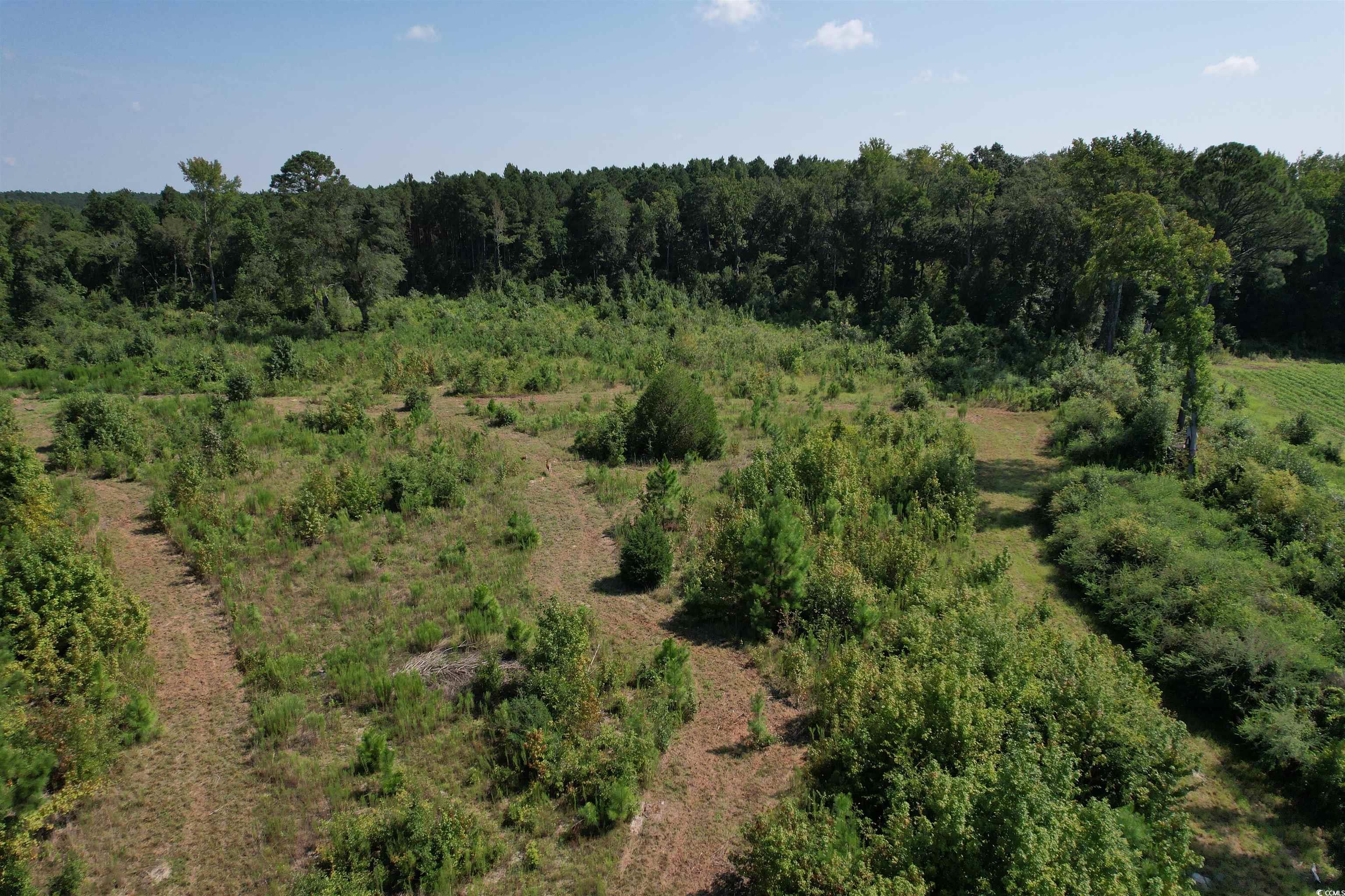 55.43 Acres-TBD Jeffords Mill Rd., Darlington, South Carolina image 11