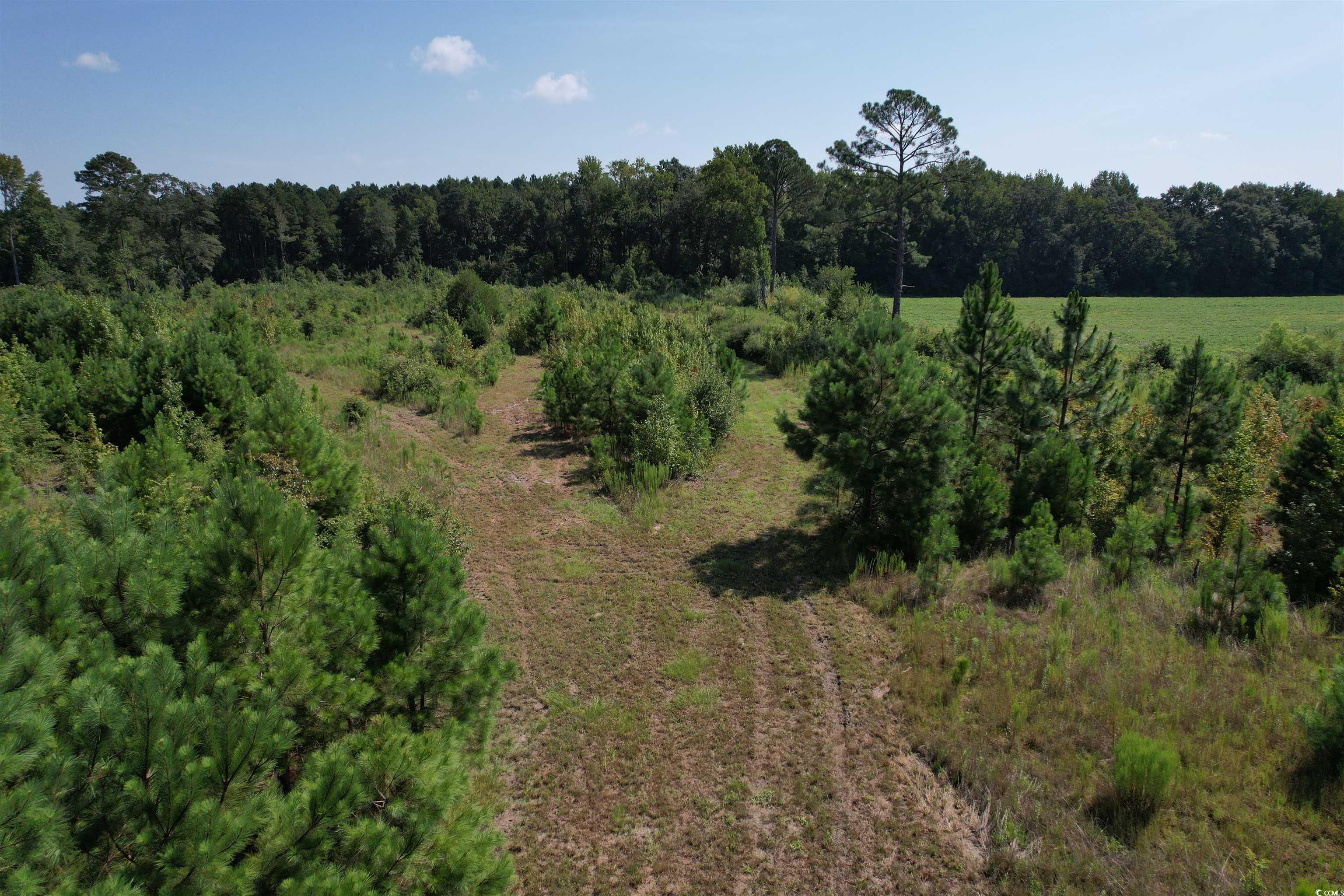 55.43 Acres-TBD Jeffords Mill Rd., Darlington, South Carolina image 12