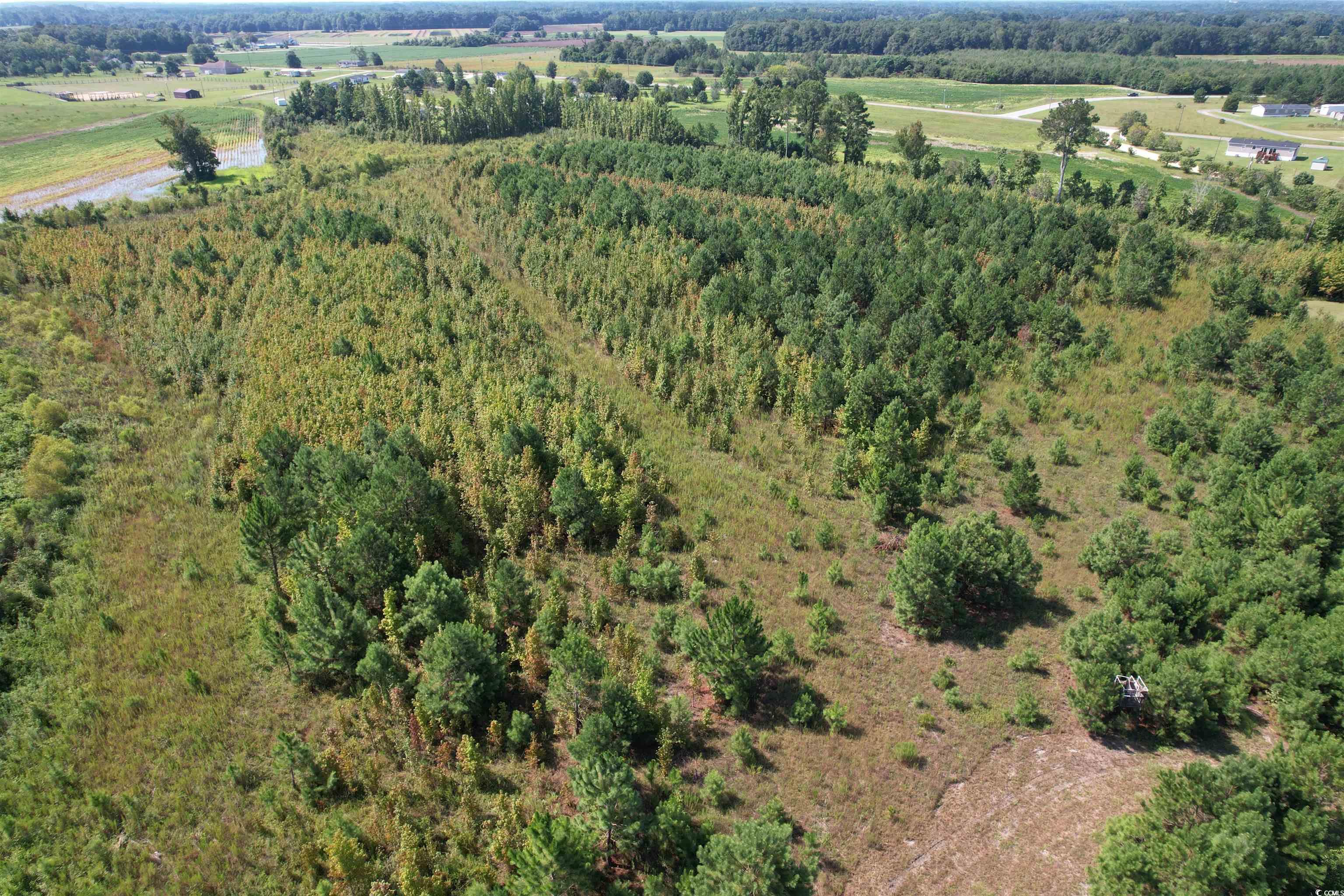 55.43 Acres-TBD Jeffords Mill Rd., Darlington, South Carolina image 2