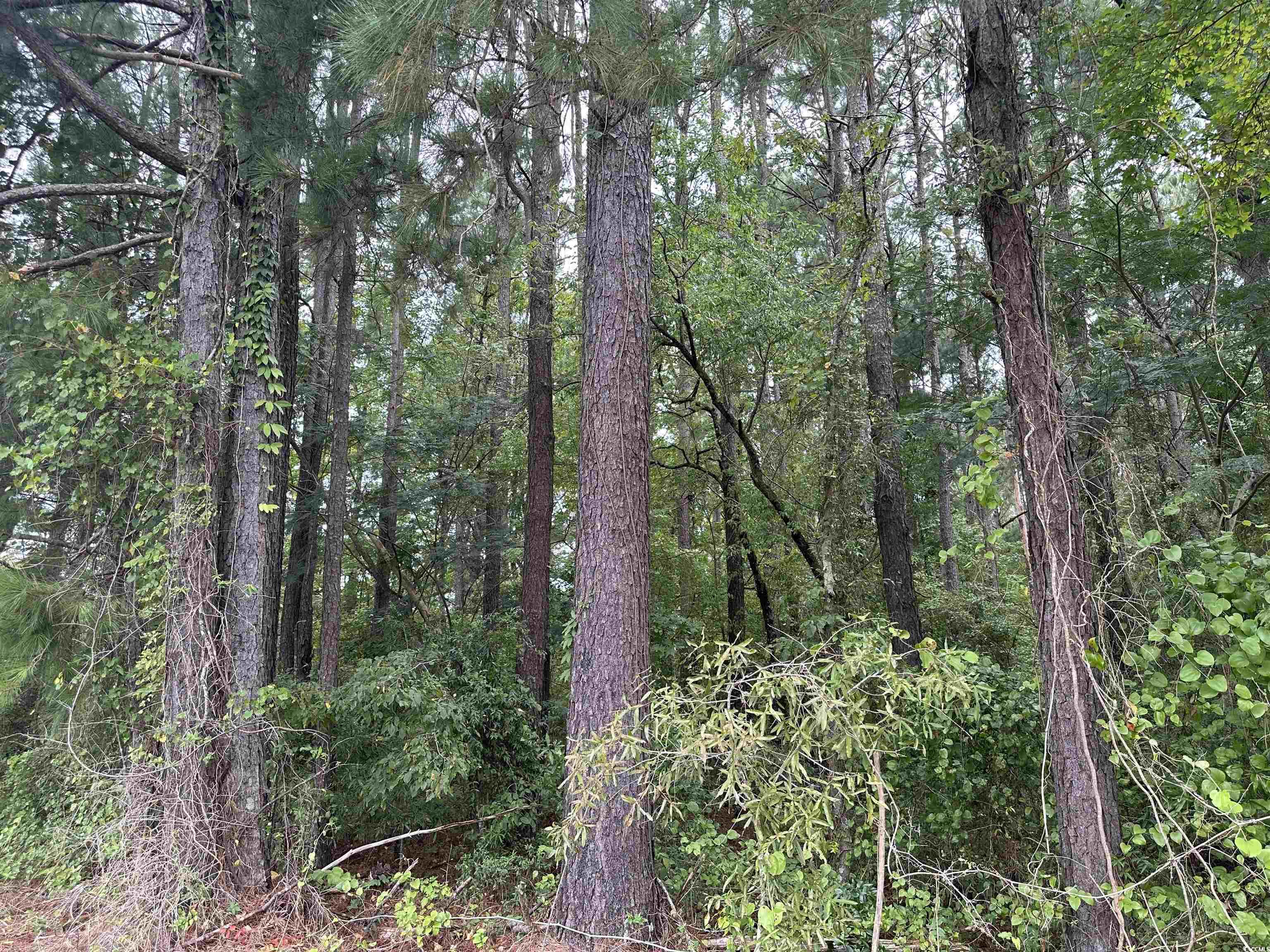 2 Acres-TBD Highway 41, Centenary, South Carolina image 2