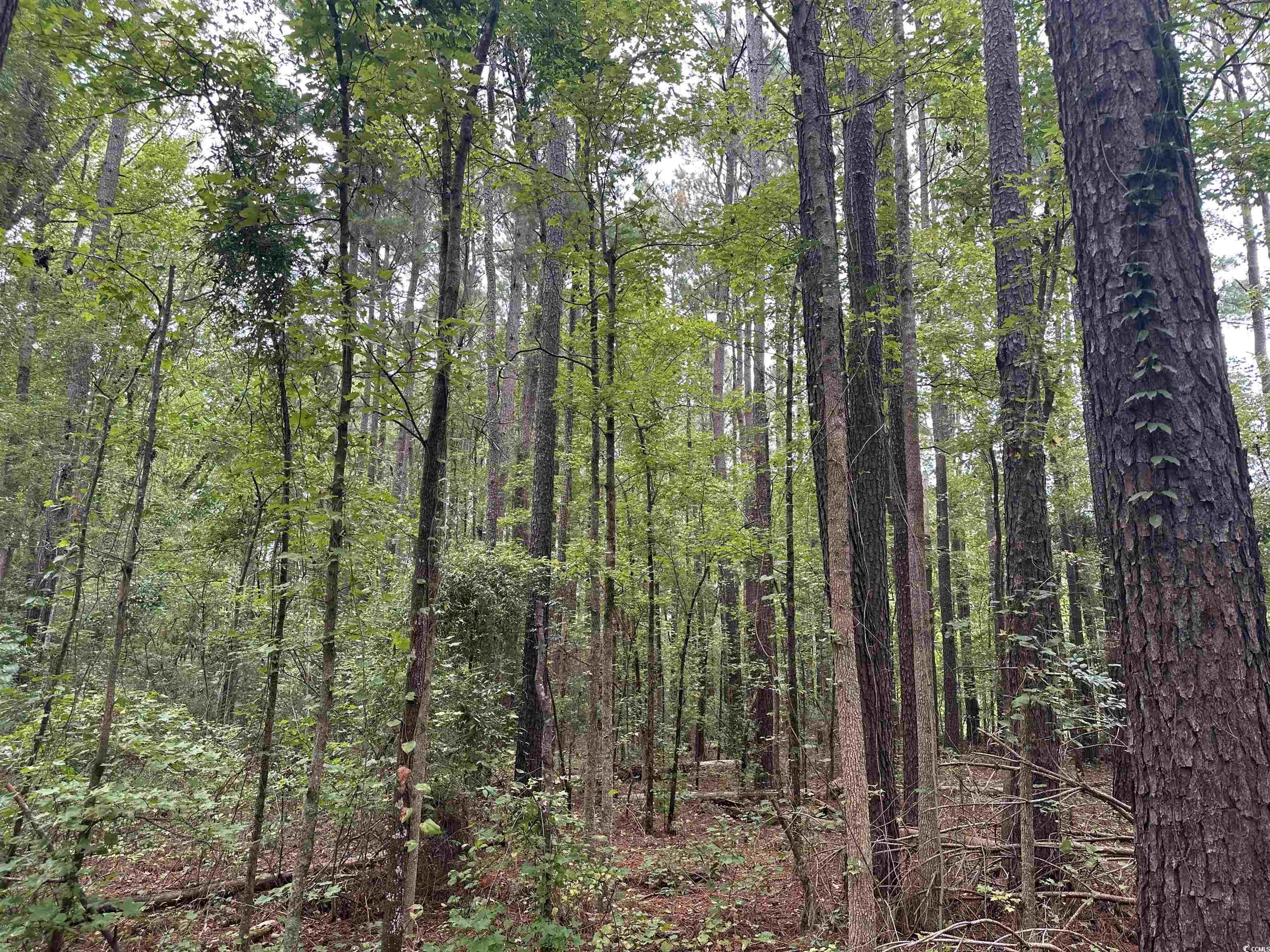 2 Acres-TBD Highway 41, Centenary, South Carolina image 3