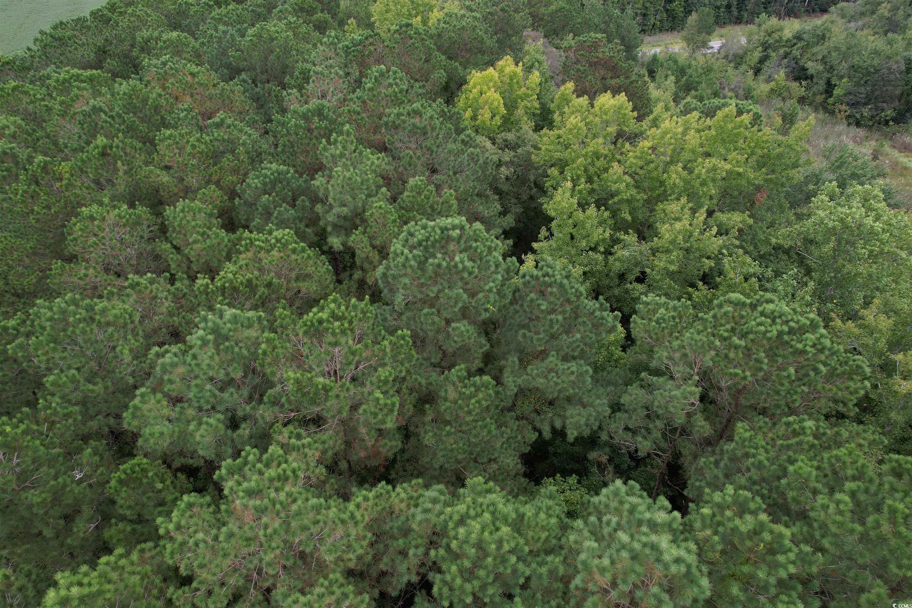 2 Acres-TBD Highway 41, Centenary, South Carolina image 8