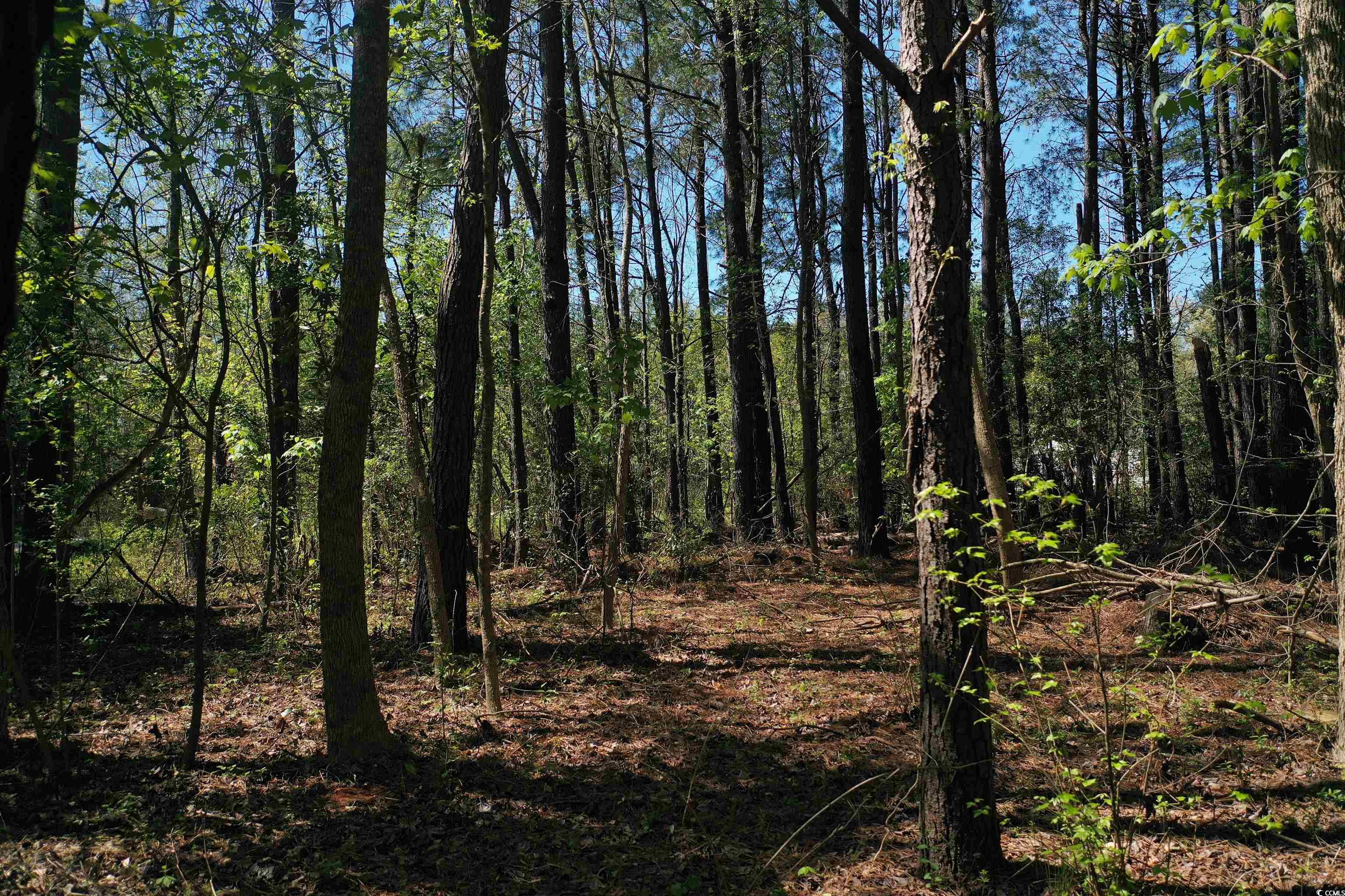 00 Southfork Rd., Green Sea, South Carolina image 6