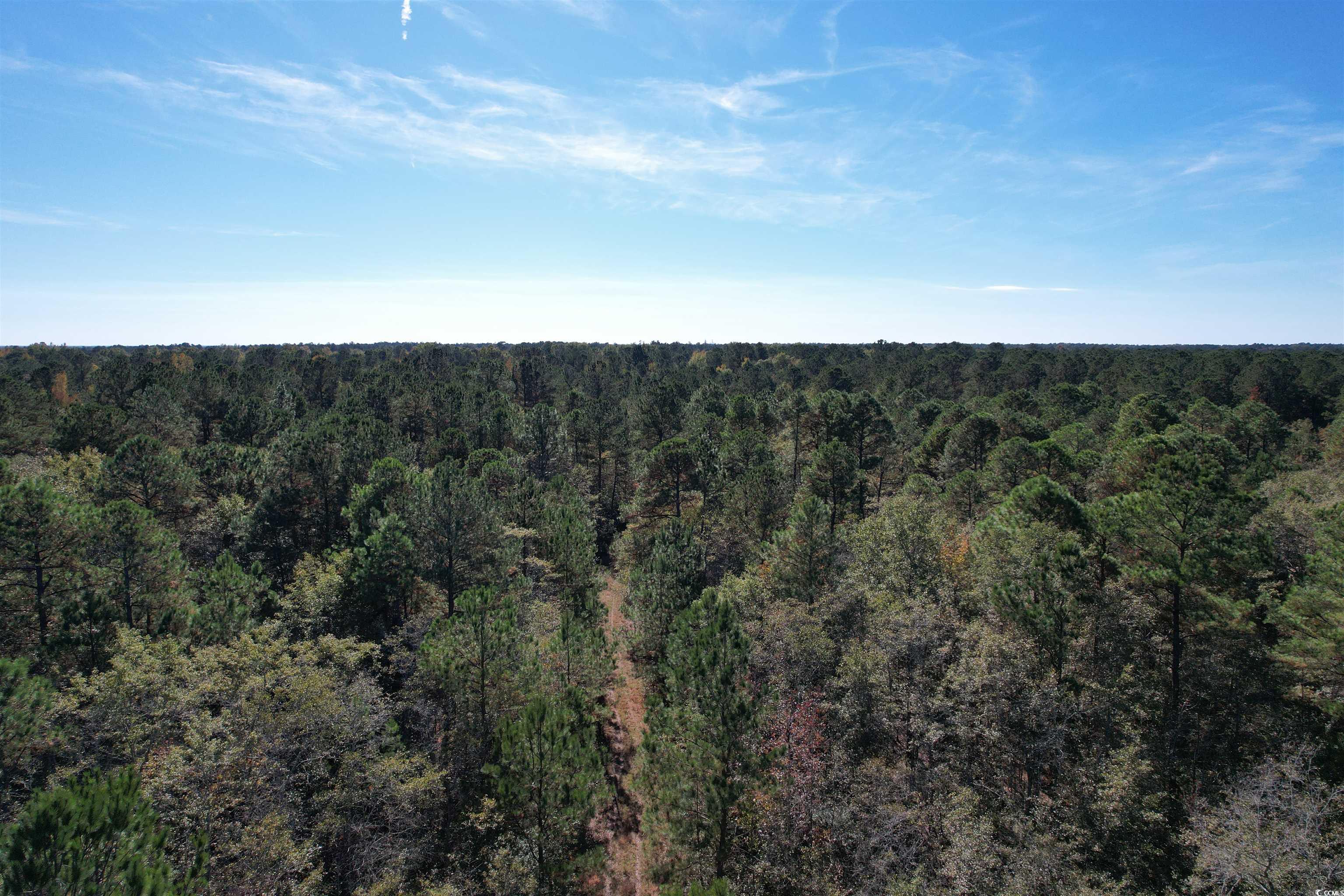 Mackey Rd., Greeleyville, South Carolina image 10