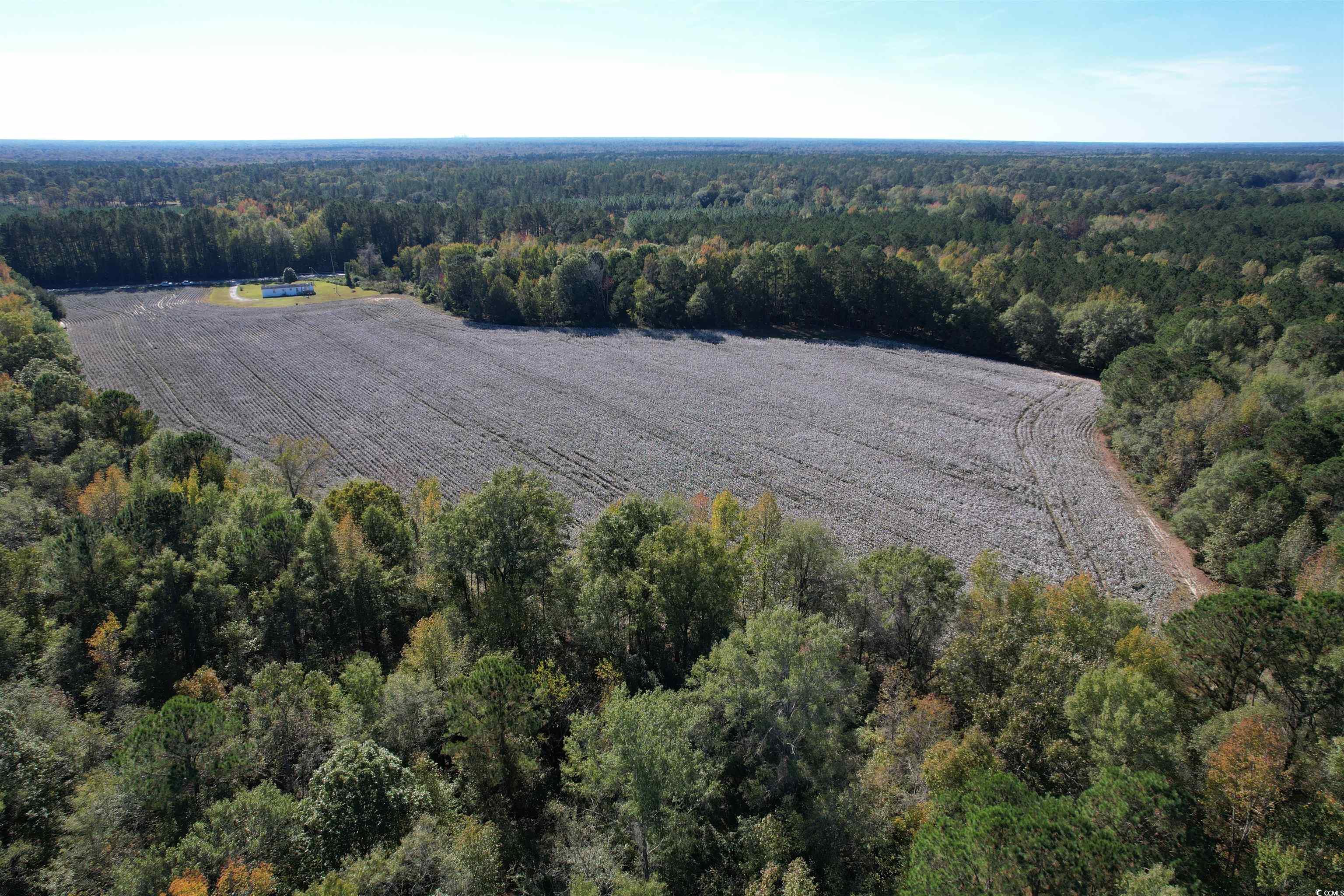 Mackey Rd., Greeleyville, South Carolina image 11