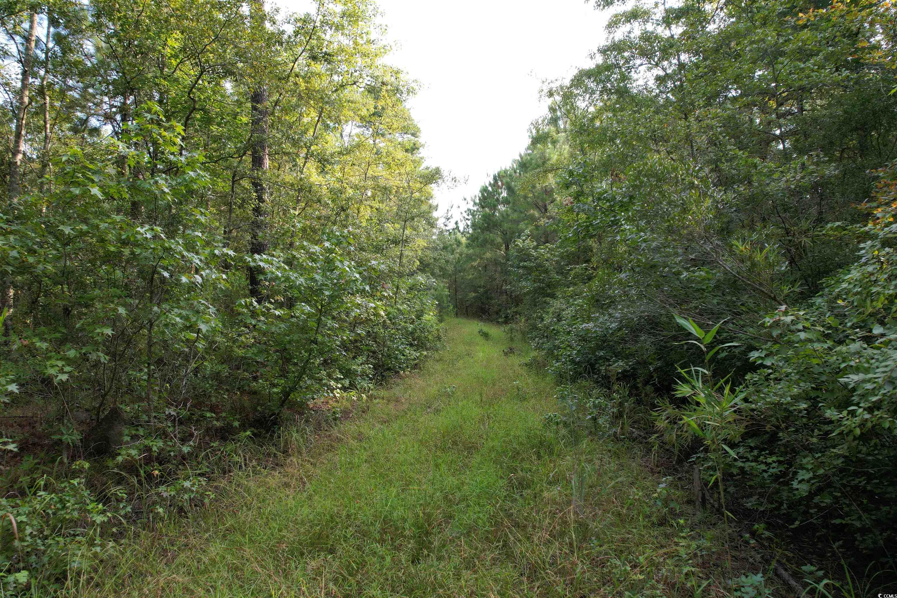 Mackey Rd., Greeleyville, South Carolina image 14