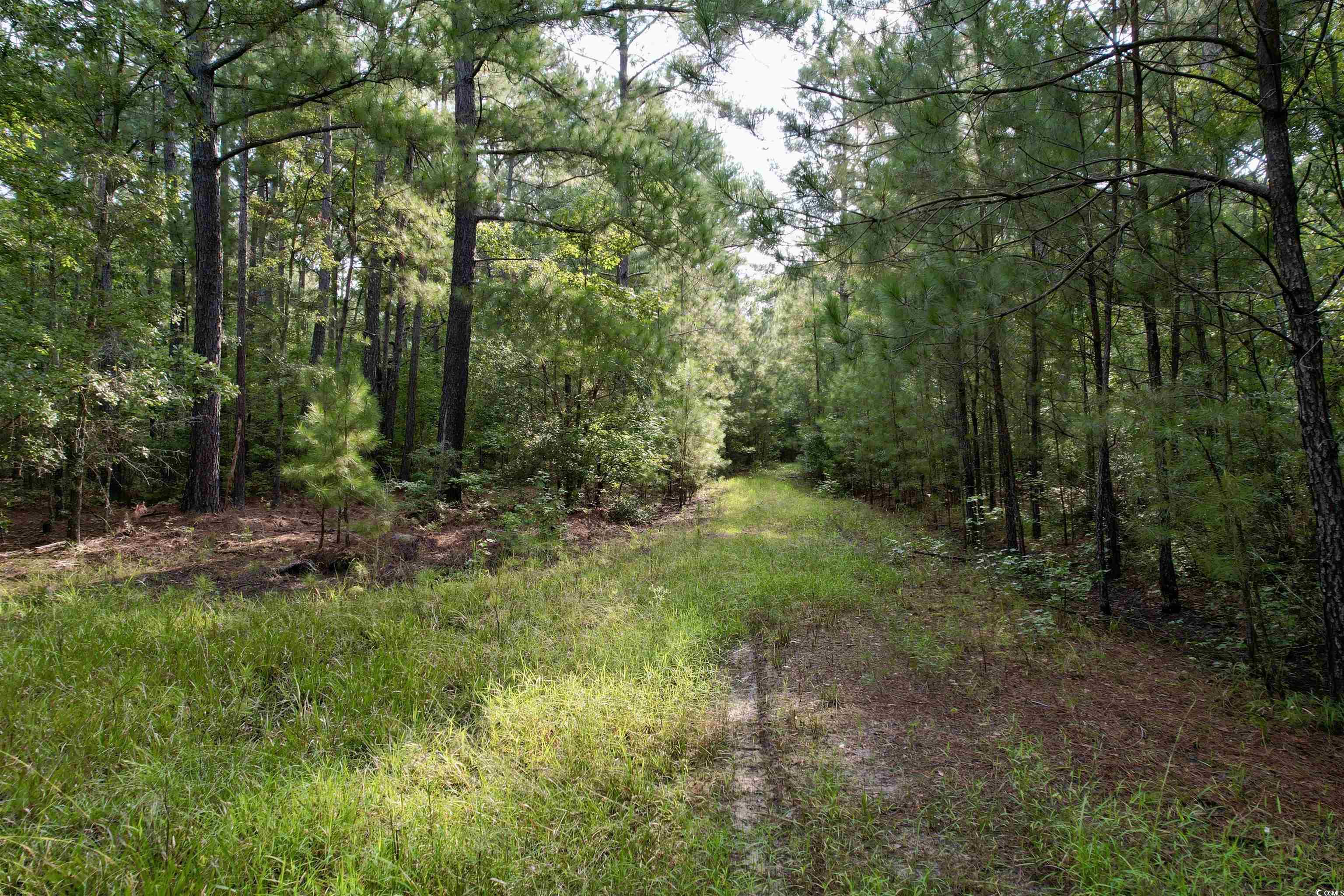 Mackey Rd., Greeleyville, South Carolina image 15