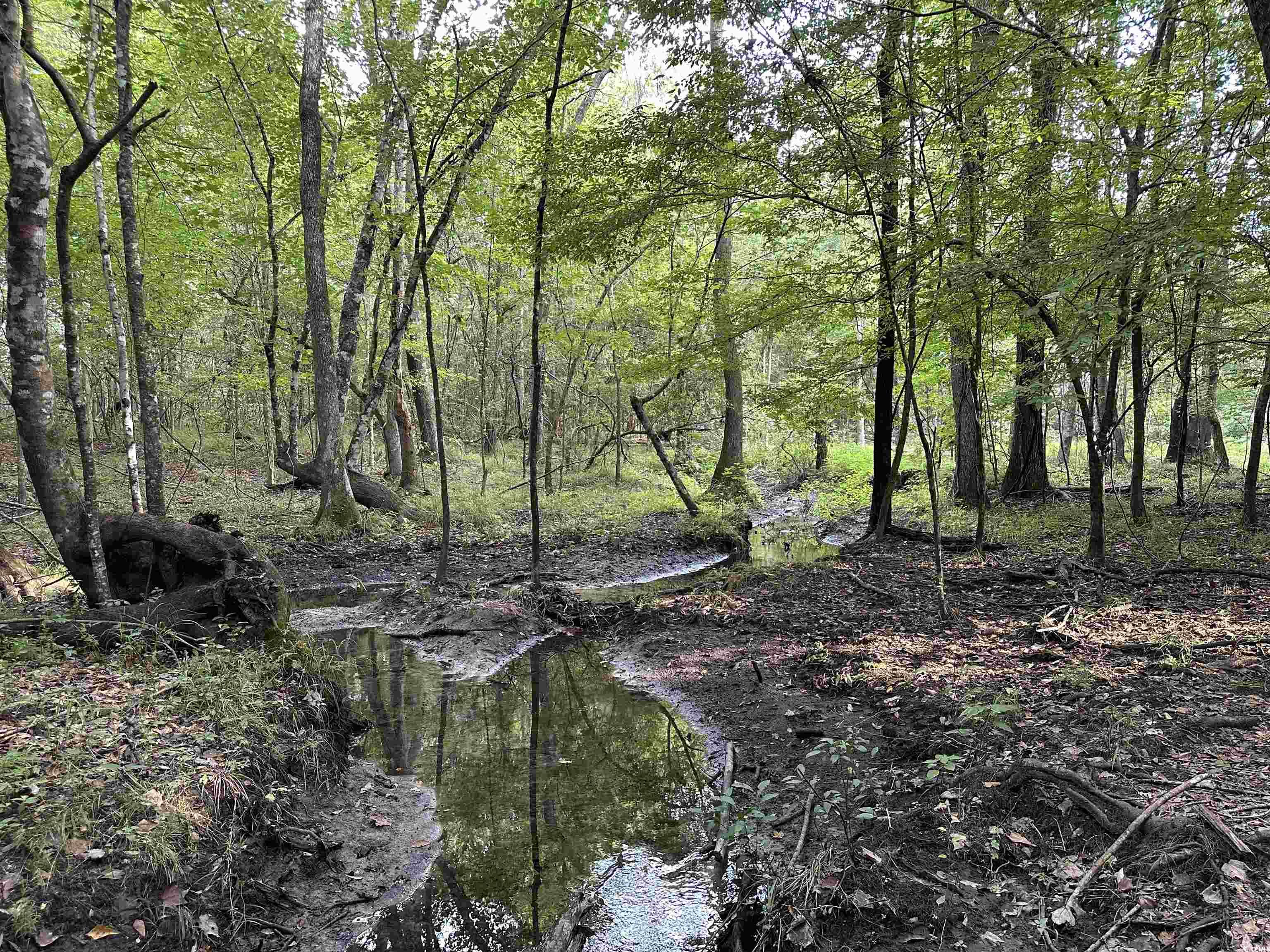 Mackey Rd., Greeleyville, South Carolina image 16