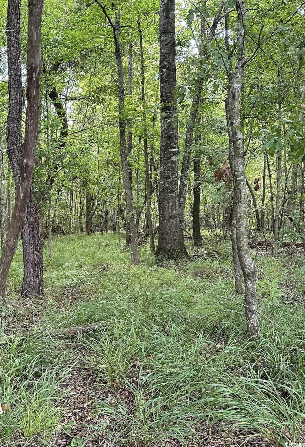 Mackey Rd., Greeleyville, South Carolina image 17