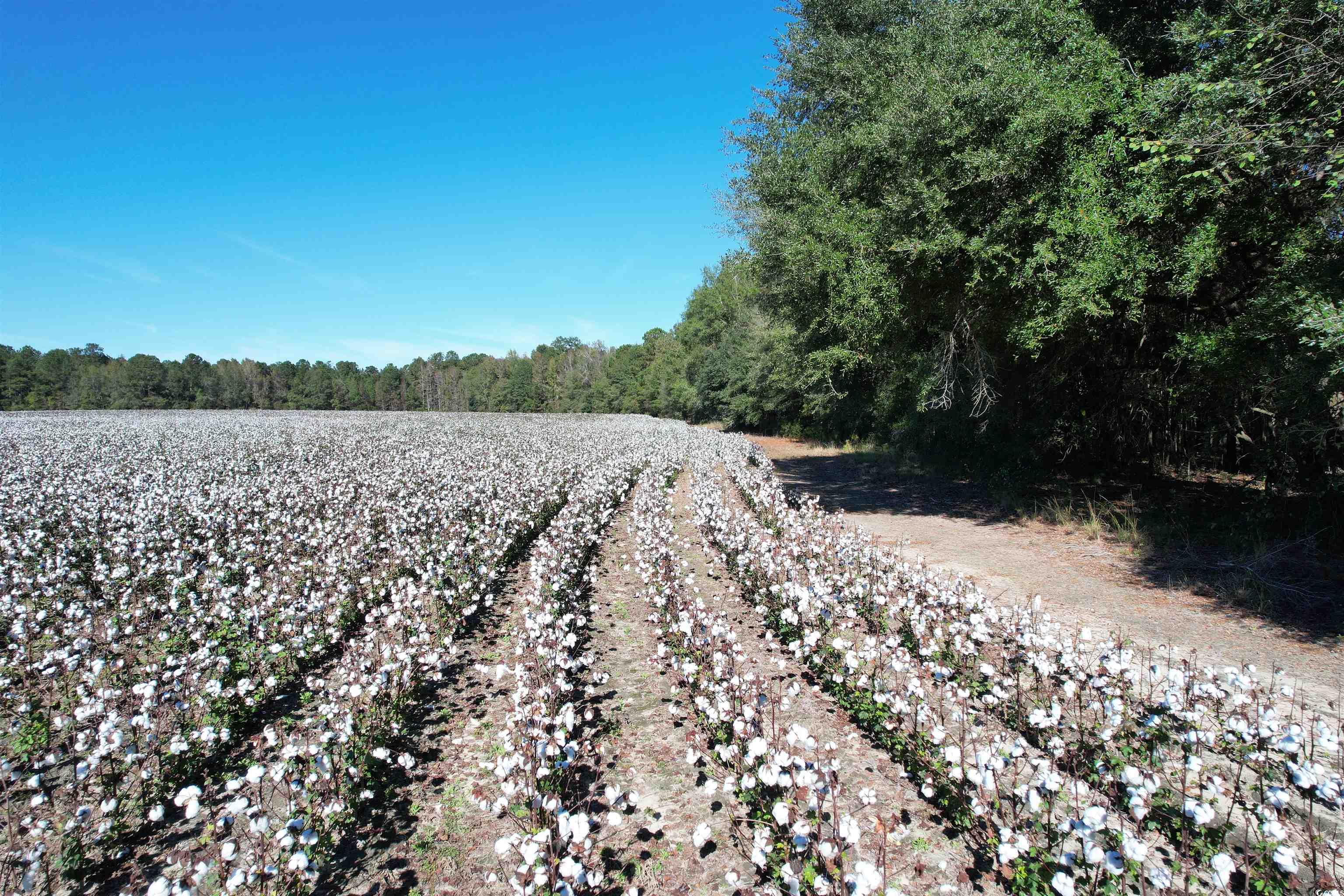 Mackey Rd., Greeleyville, South Carolina image 4