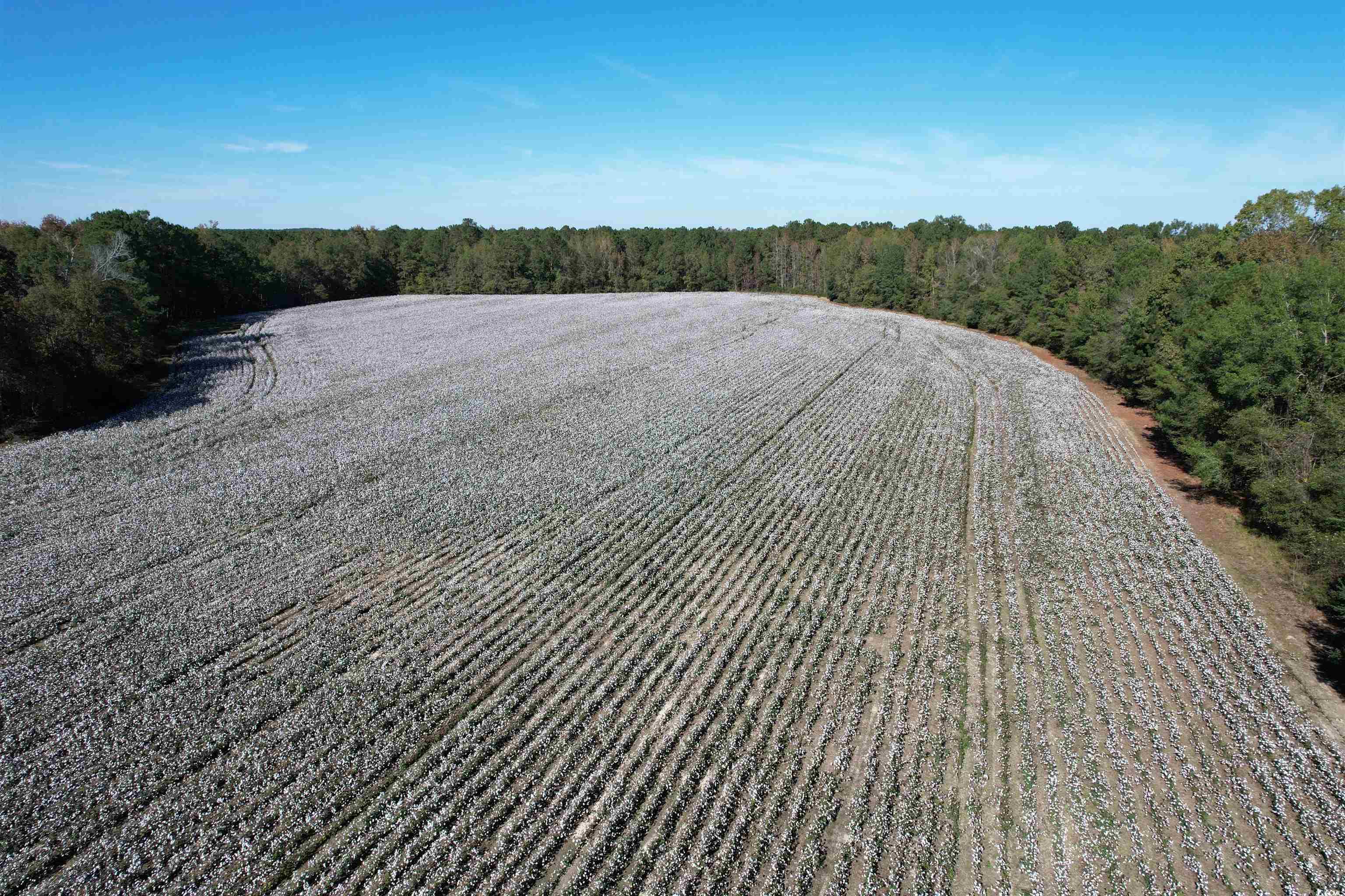 Mackey Rd., Greeleyville, South Carolina image 5