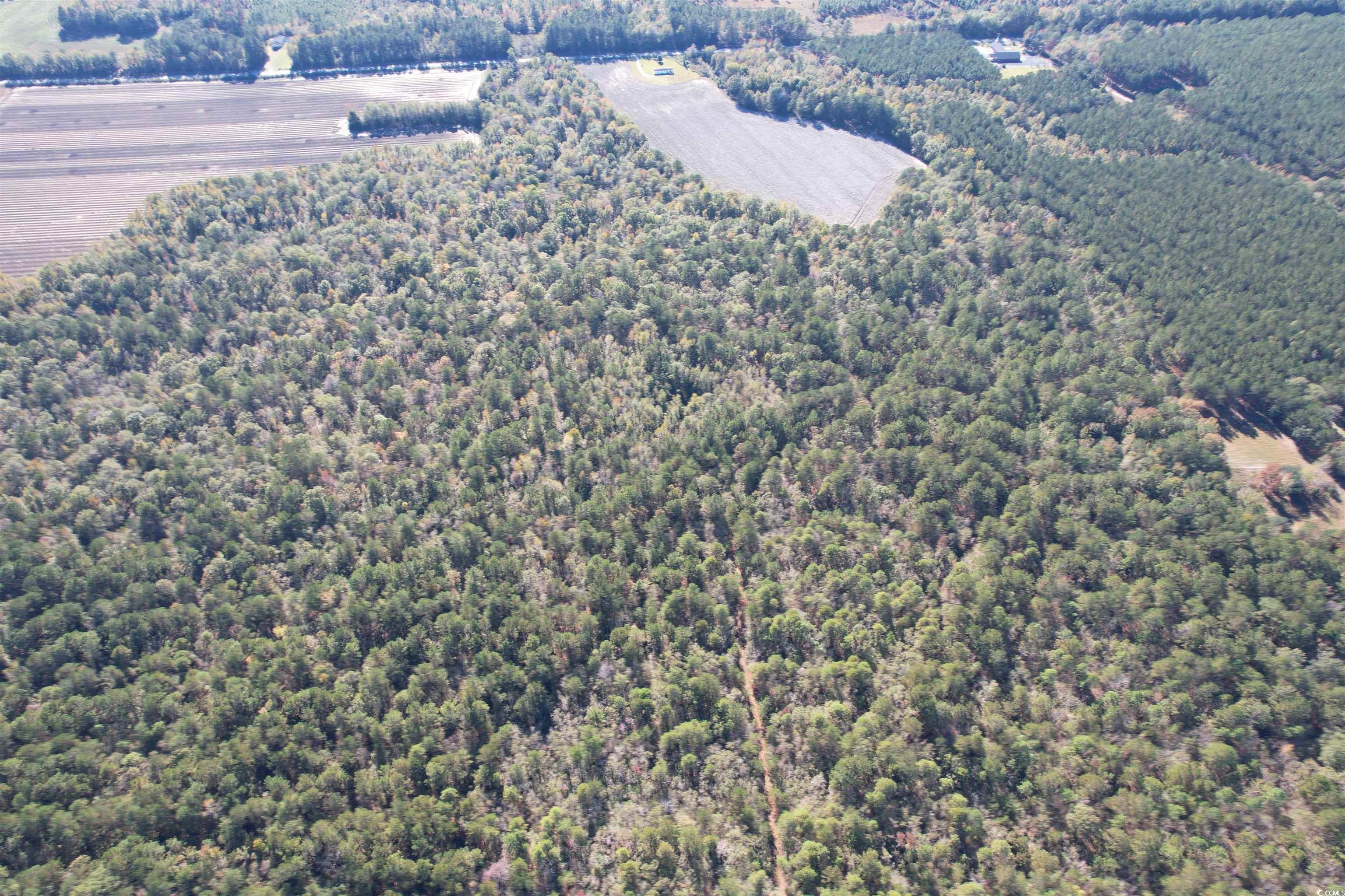 Mackey Rd., Greeleyville, South Carolina image 8