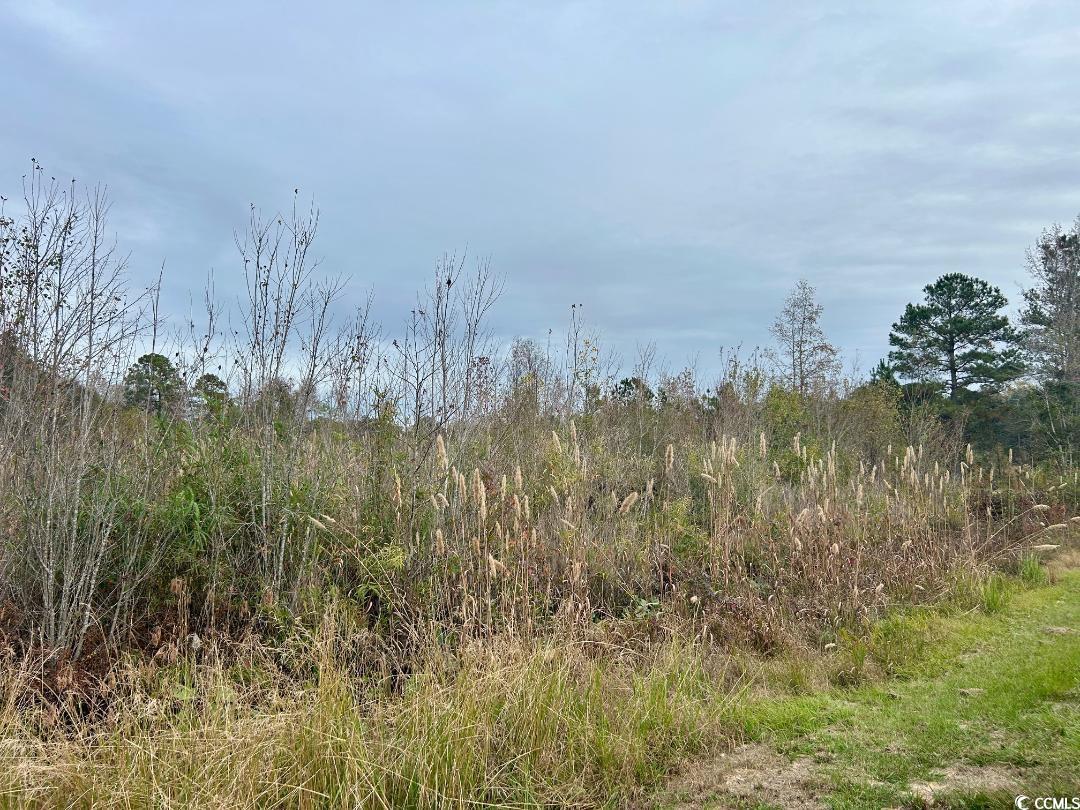 Highway 9, Wallace, South Carolina image 8