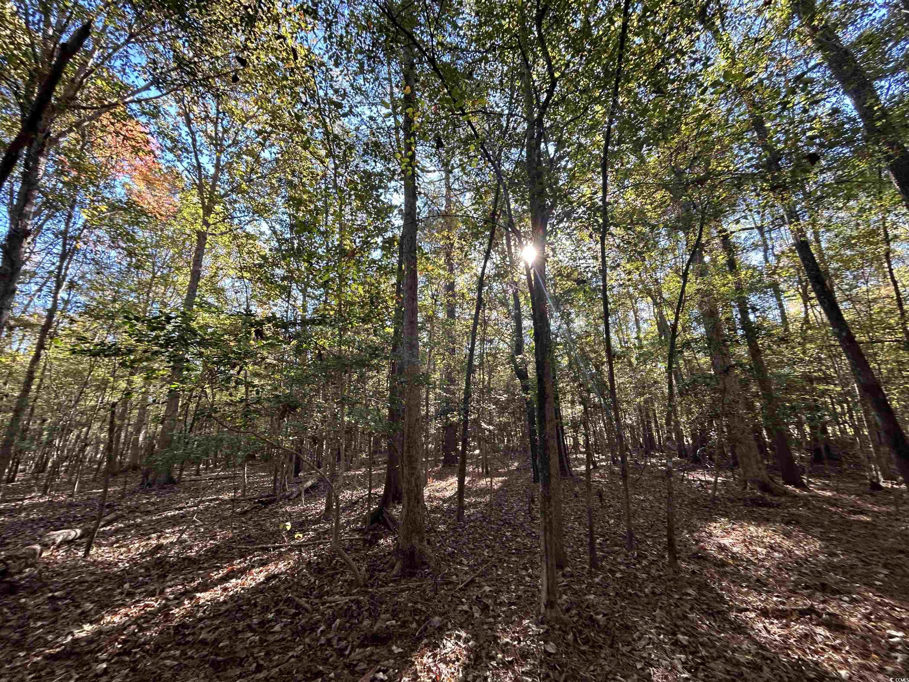 TBD Highway 9, Longs, South Carolina image 8