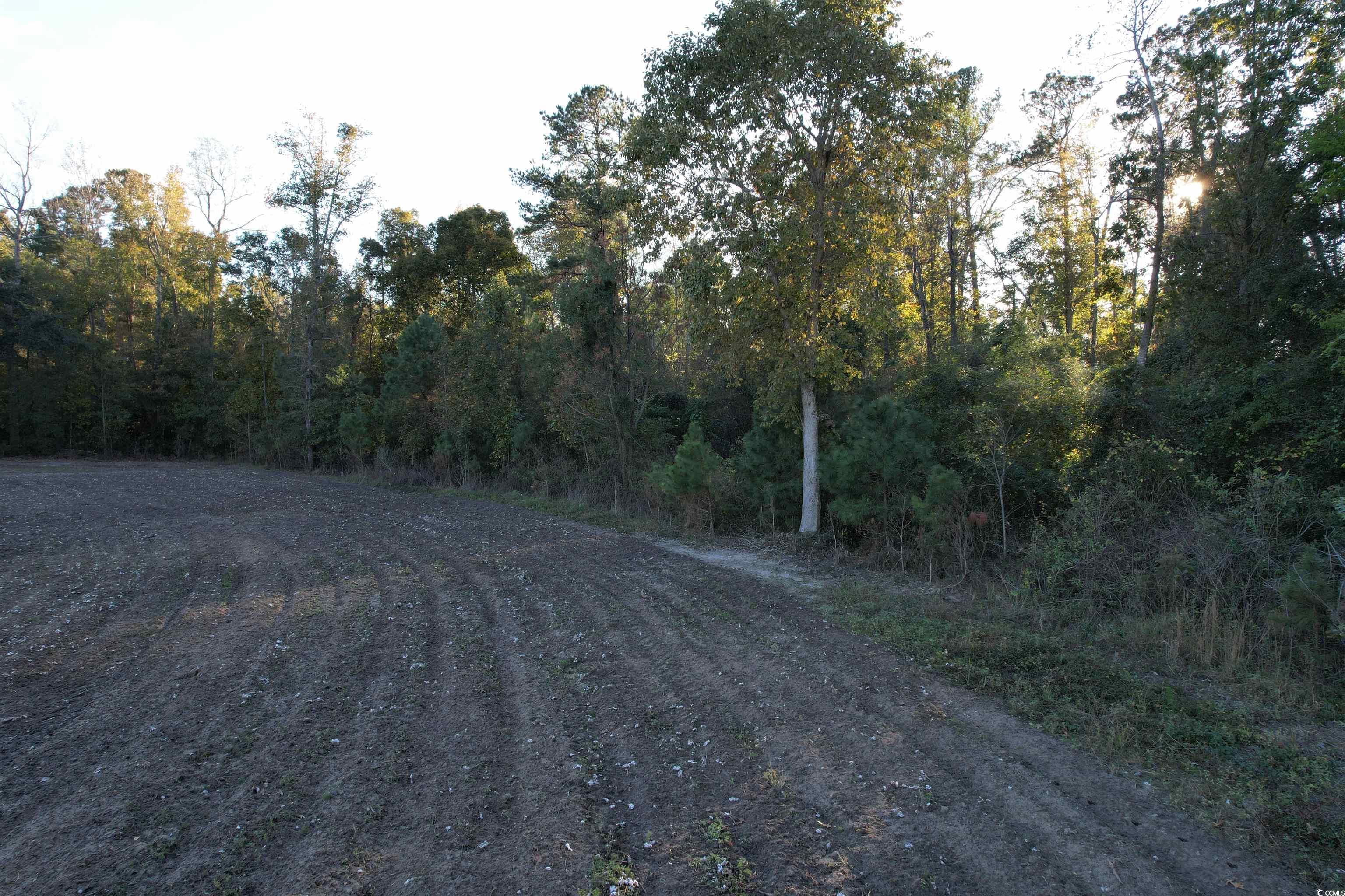 15.98 Acres-TBD Williamson Rd., Hemingway, South Carolina image 11