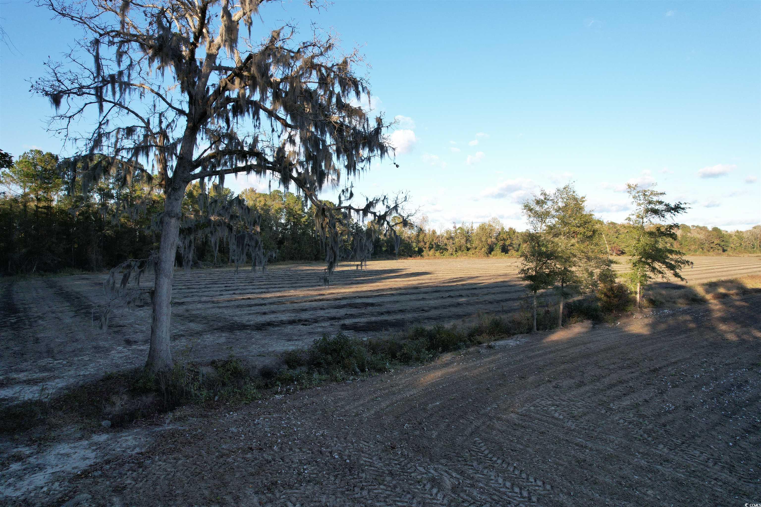 15.98 Acres-TBD Williamson Rd., Hemingway, South Carolina image 12