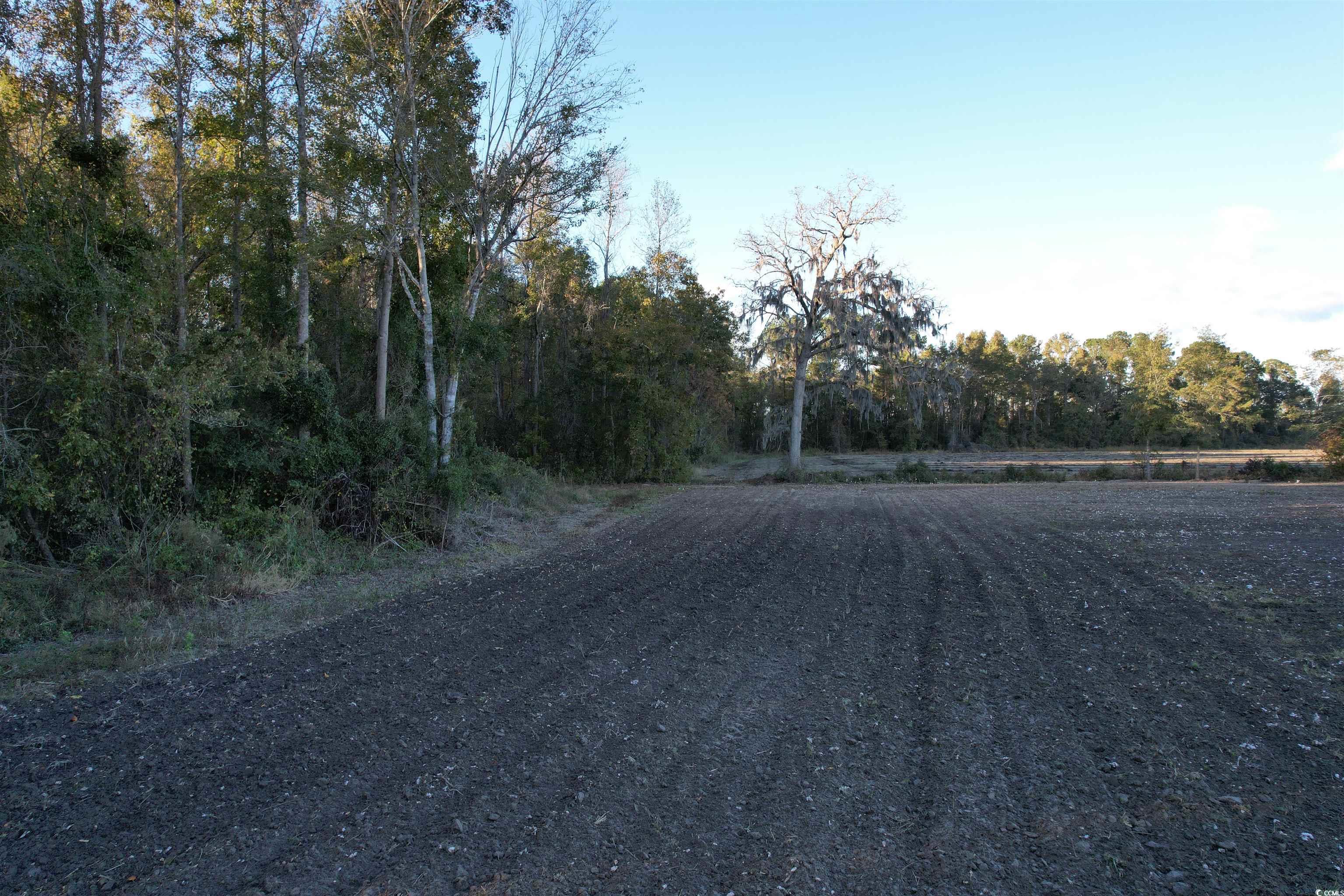 15.98 Acres-TBD Williamson Rd., Hemingway, South Carolina image 13